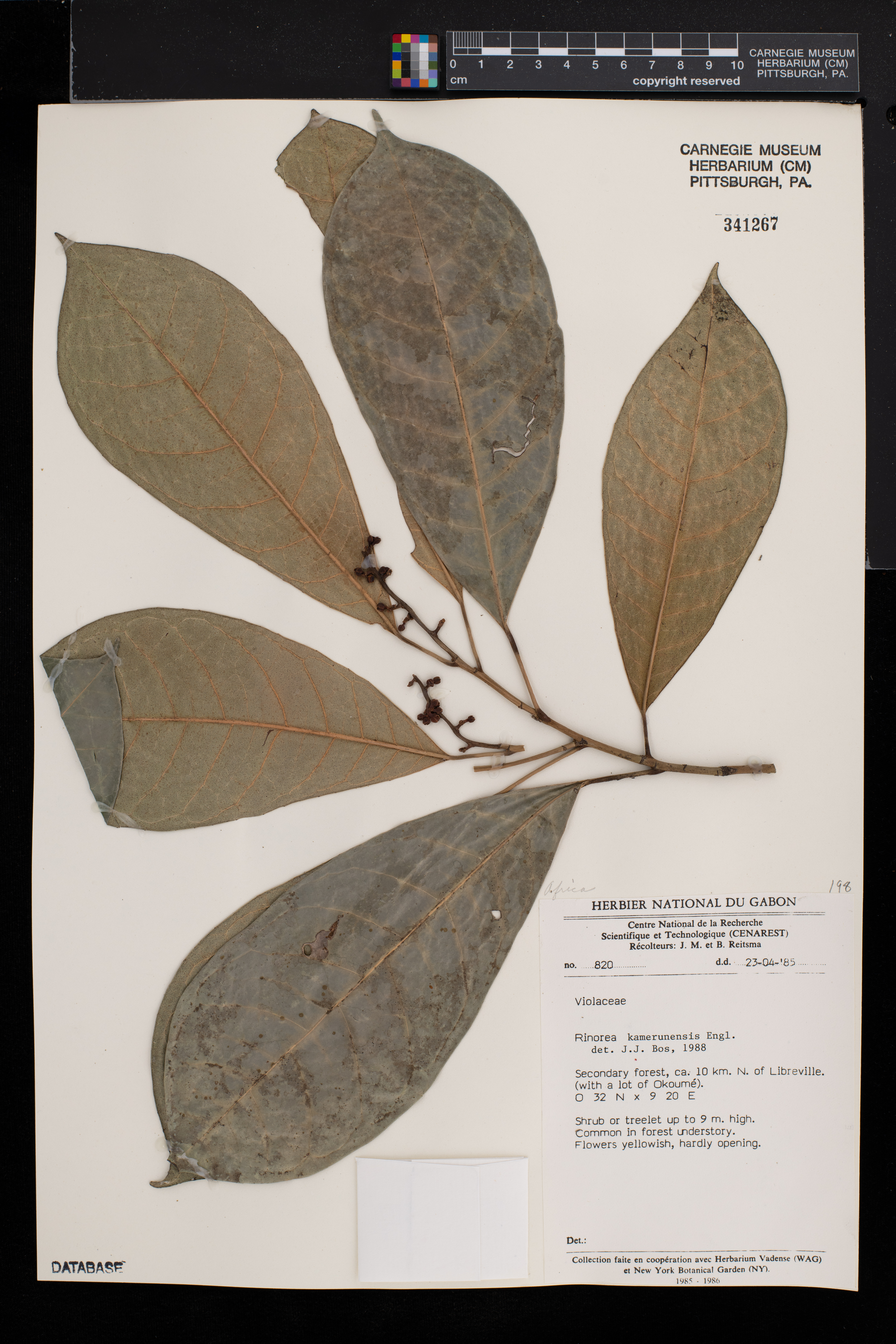 Rinorea kamerunensis image