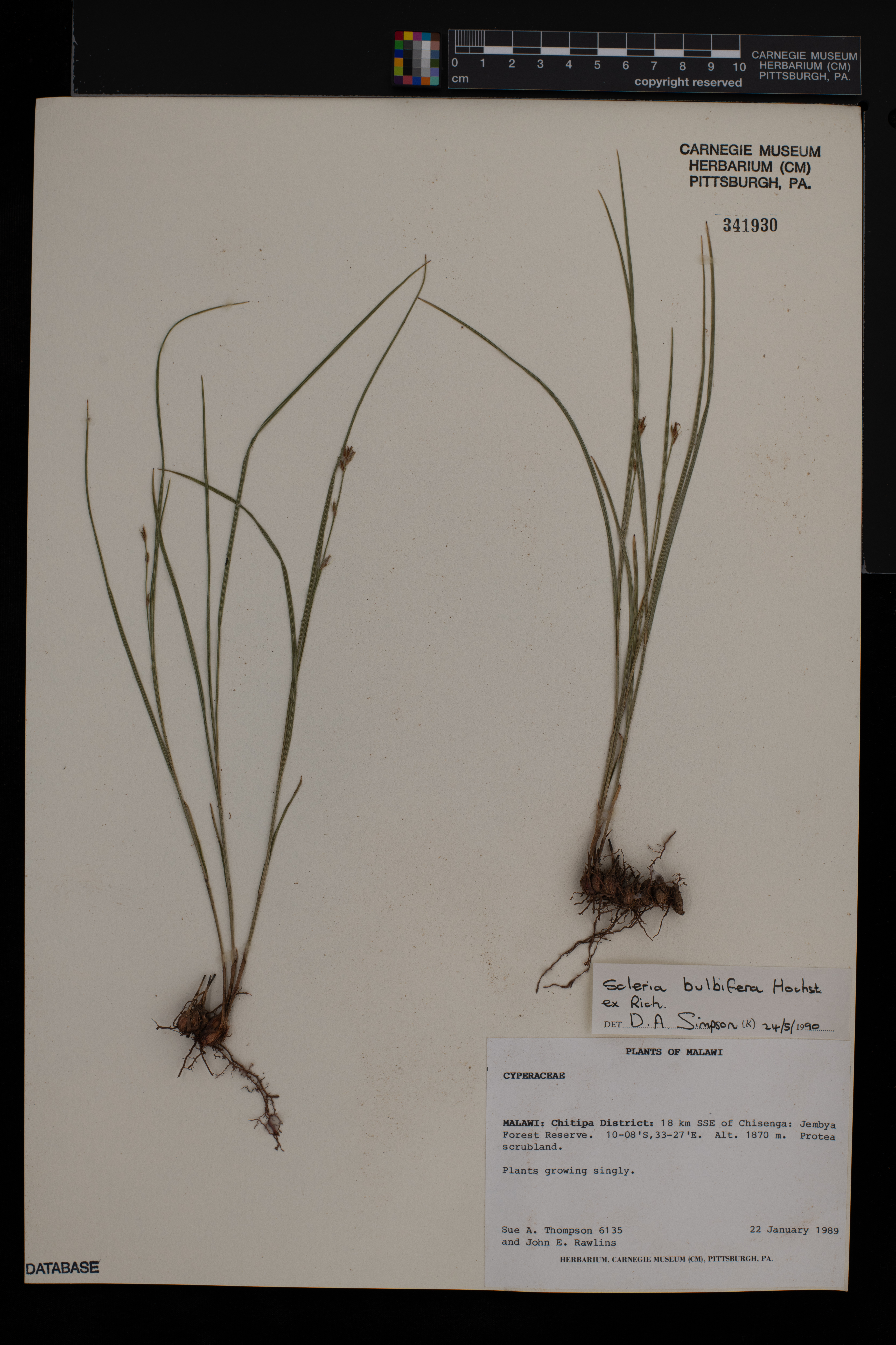 Scleria bulbifera image
