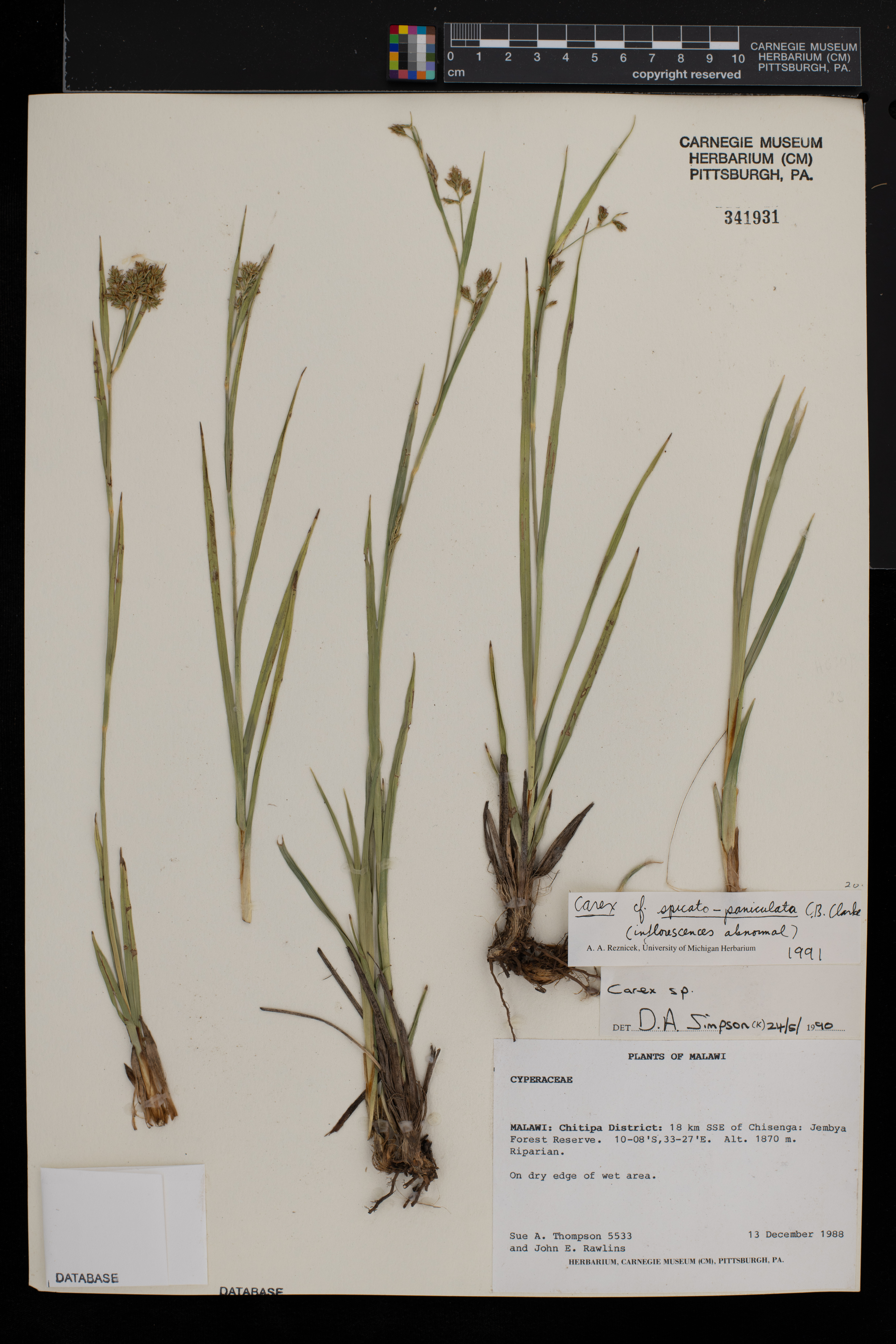 Carex spicato-paniculata image
