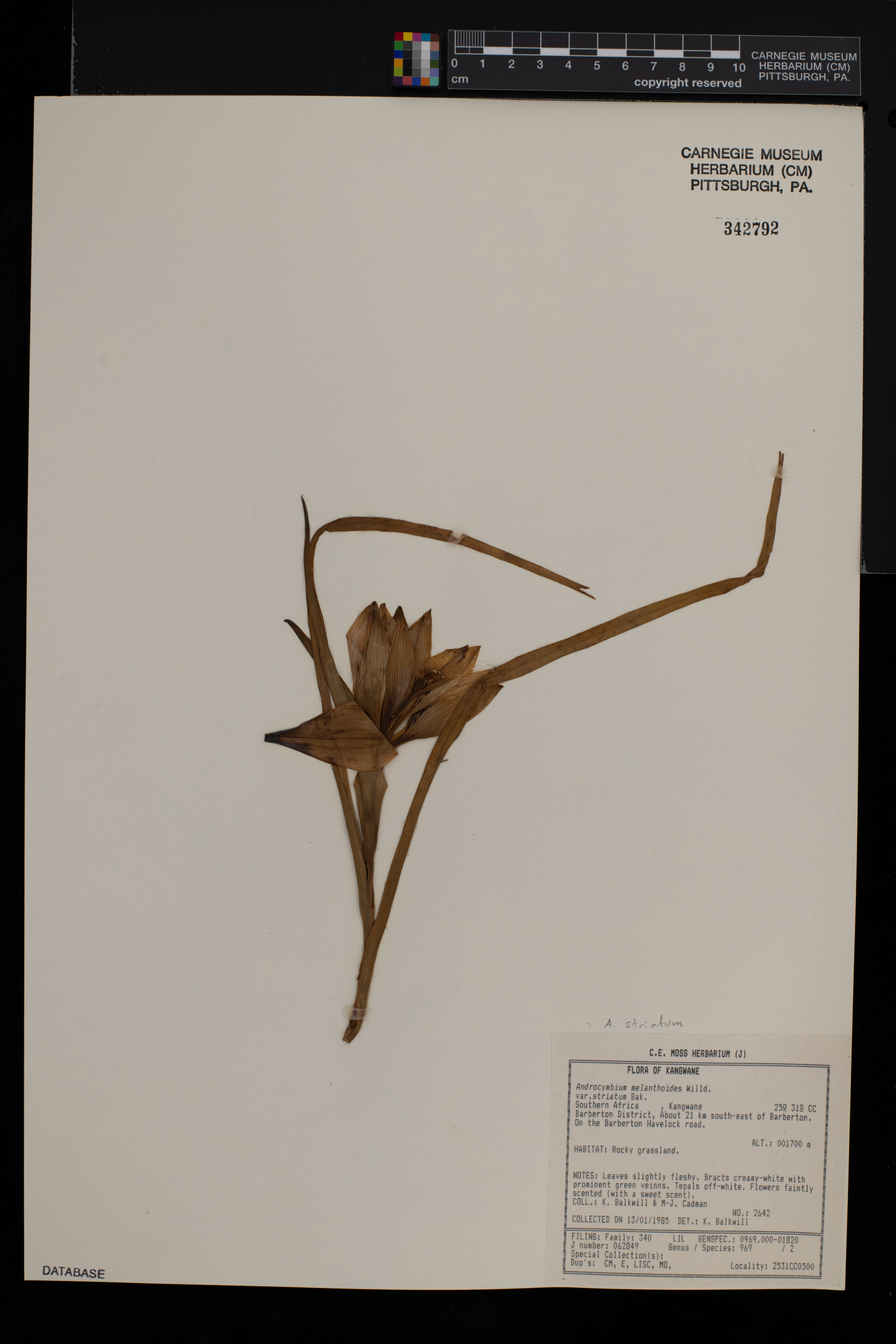 Androcymbium striatum image