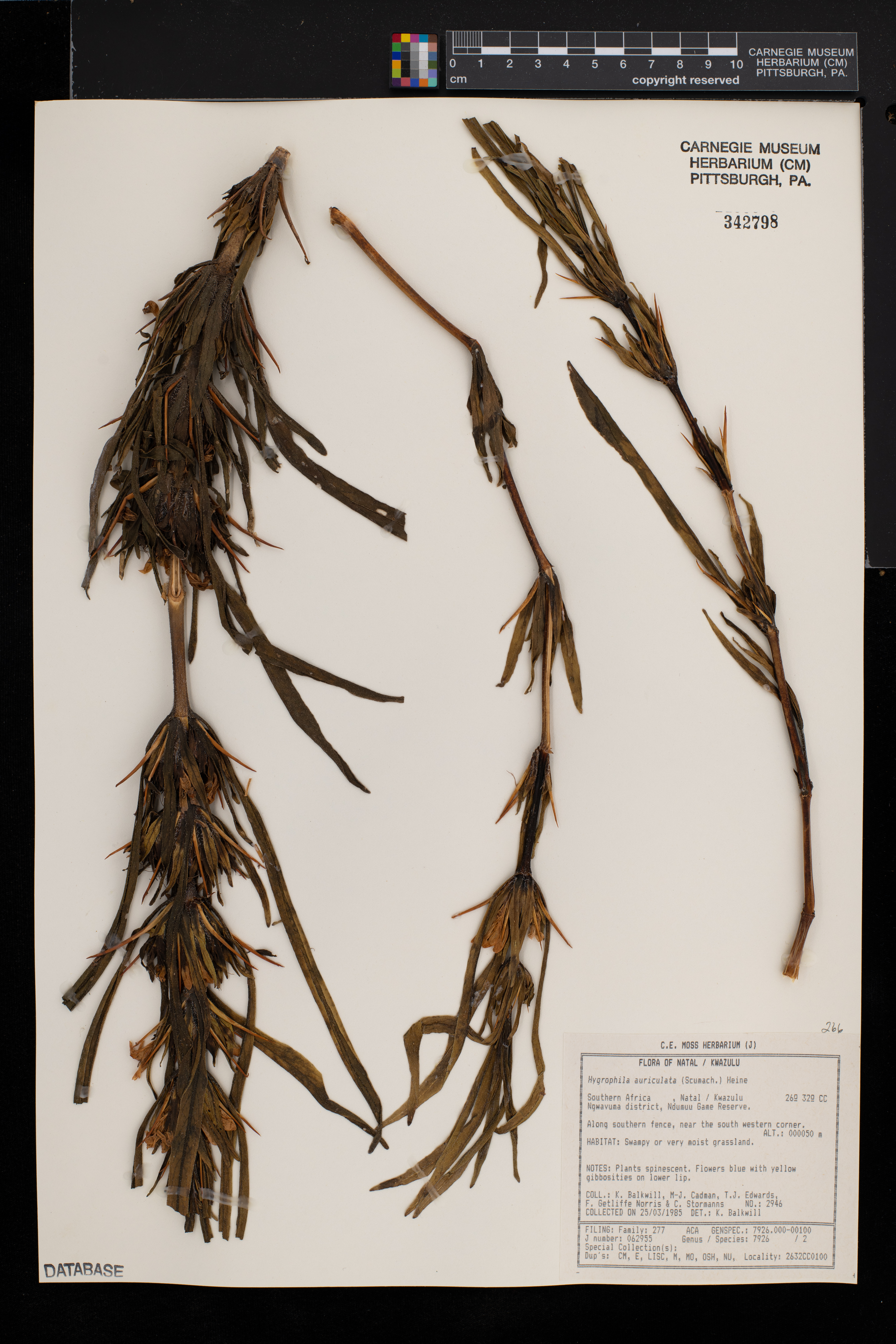 Hygrophila auriculata image