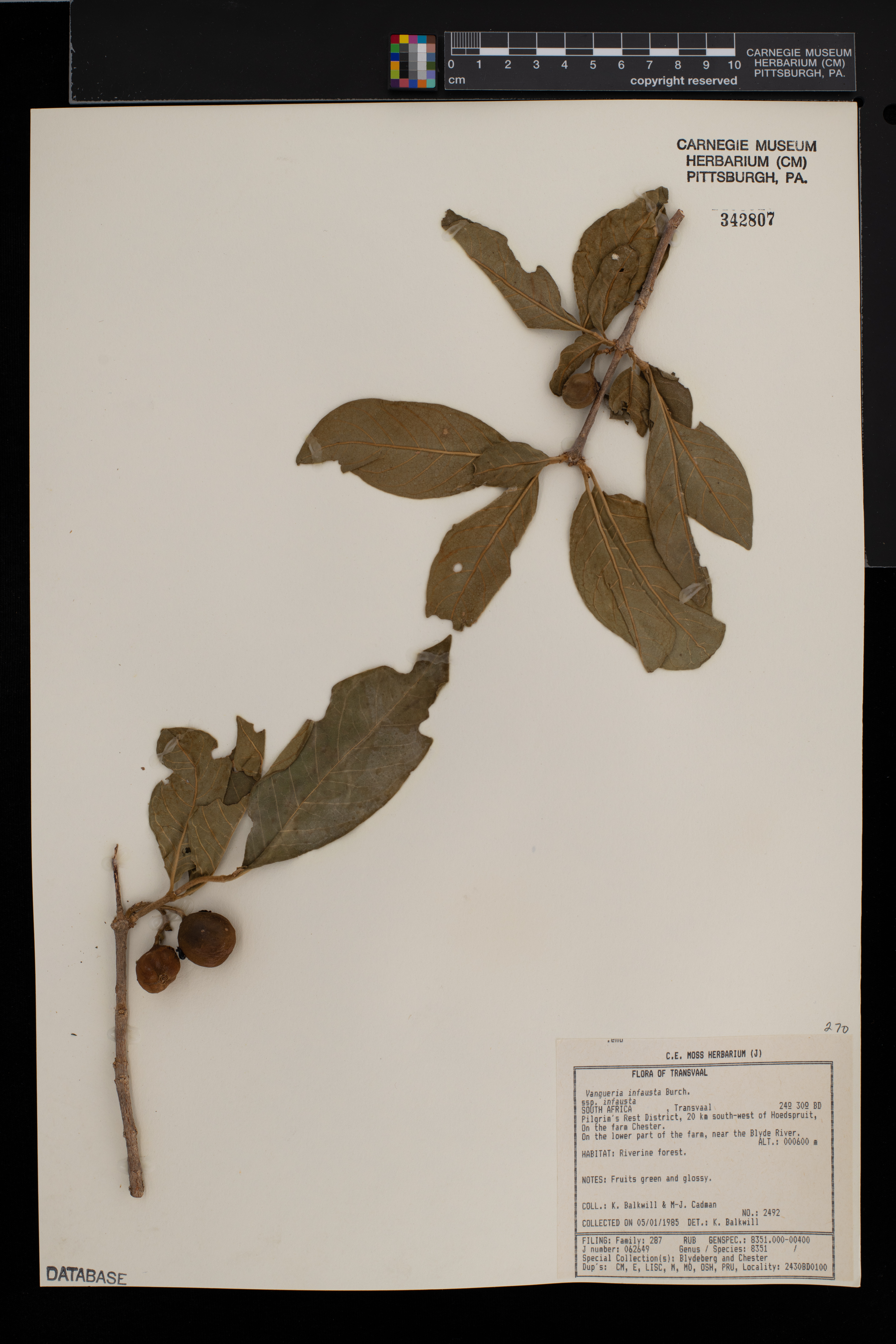 Vangueria infausta subsp. infausta image