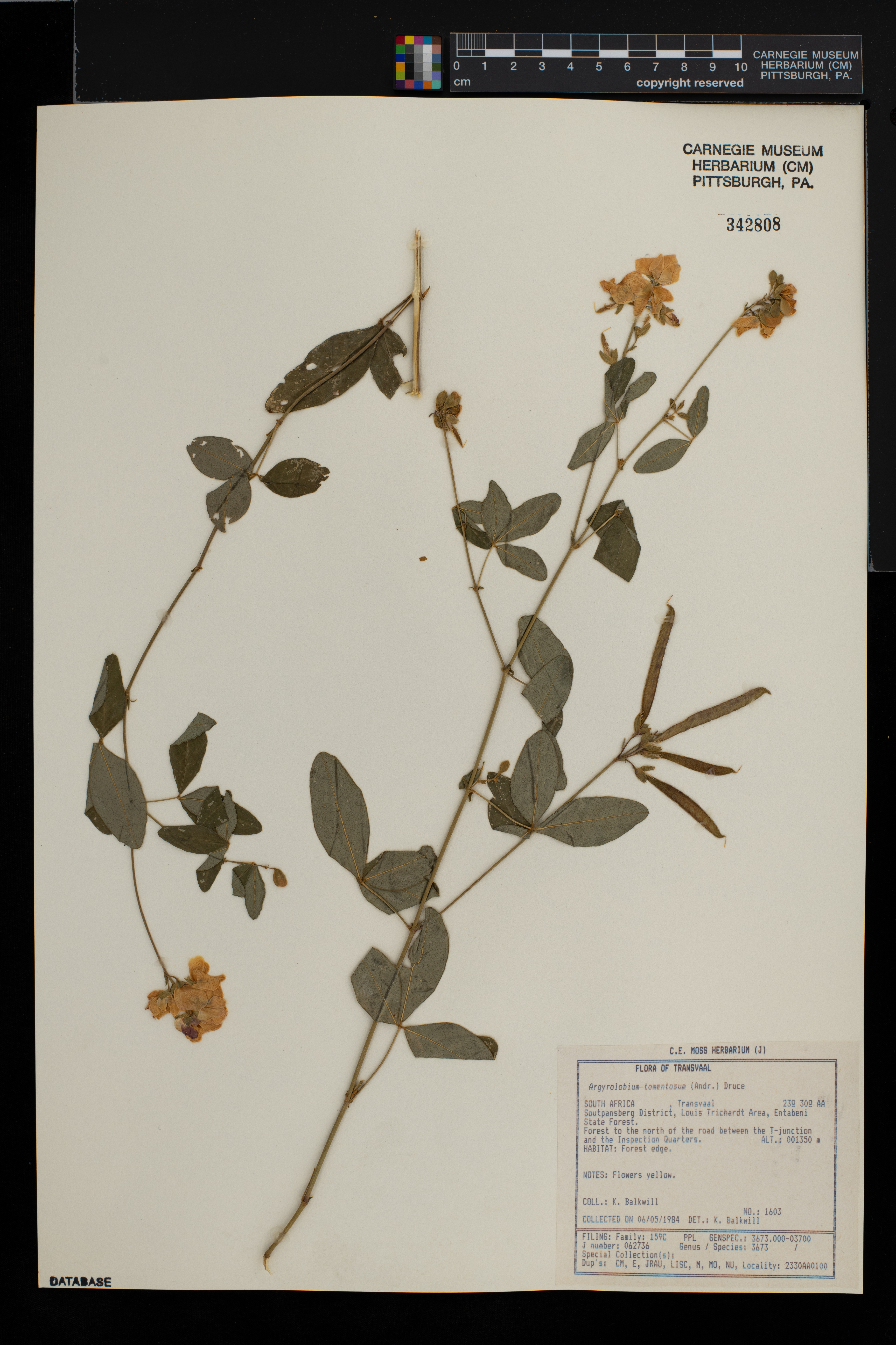 Argyrolobium tomentosum image