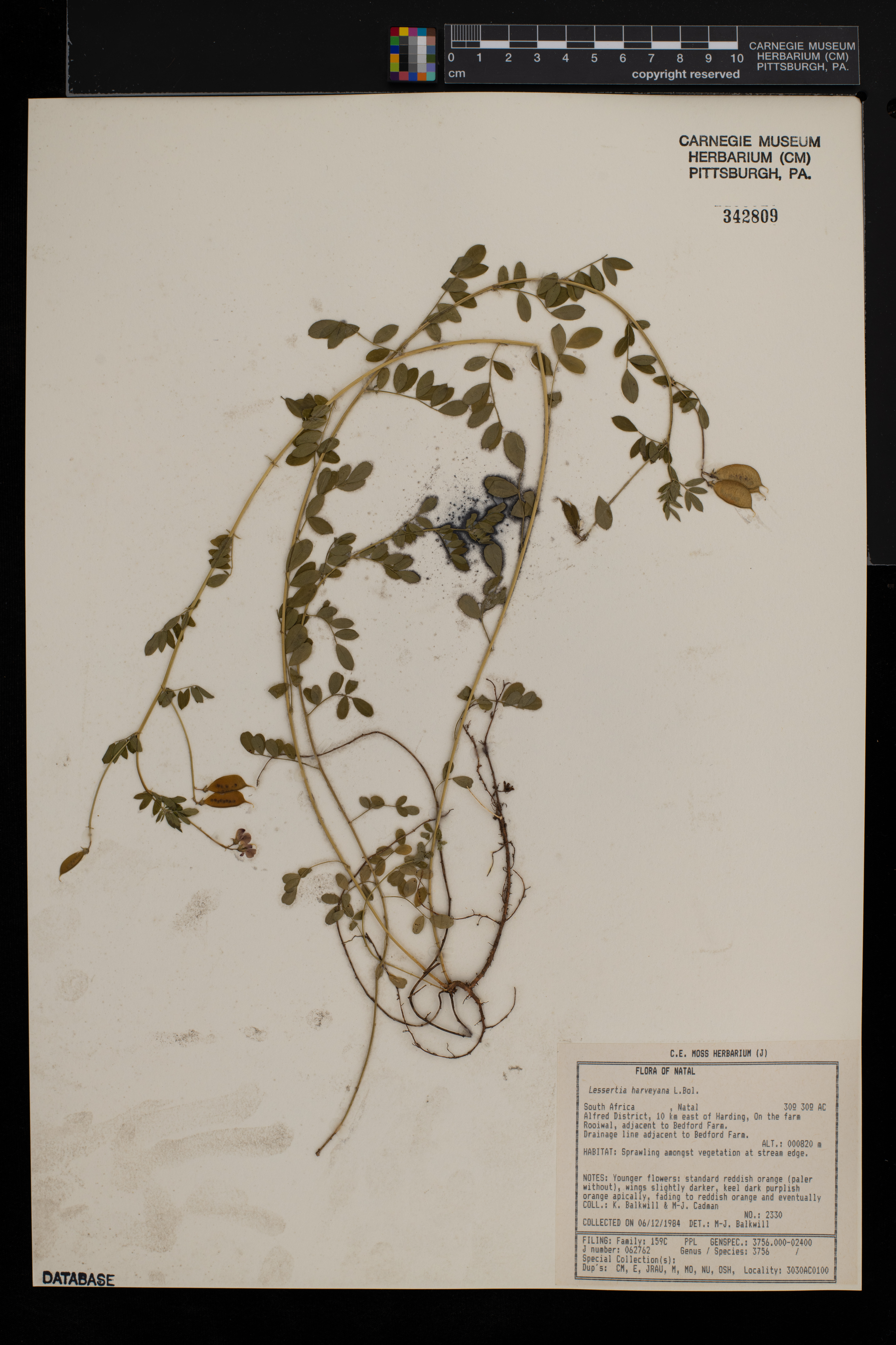 Lessertia harveyana image