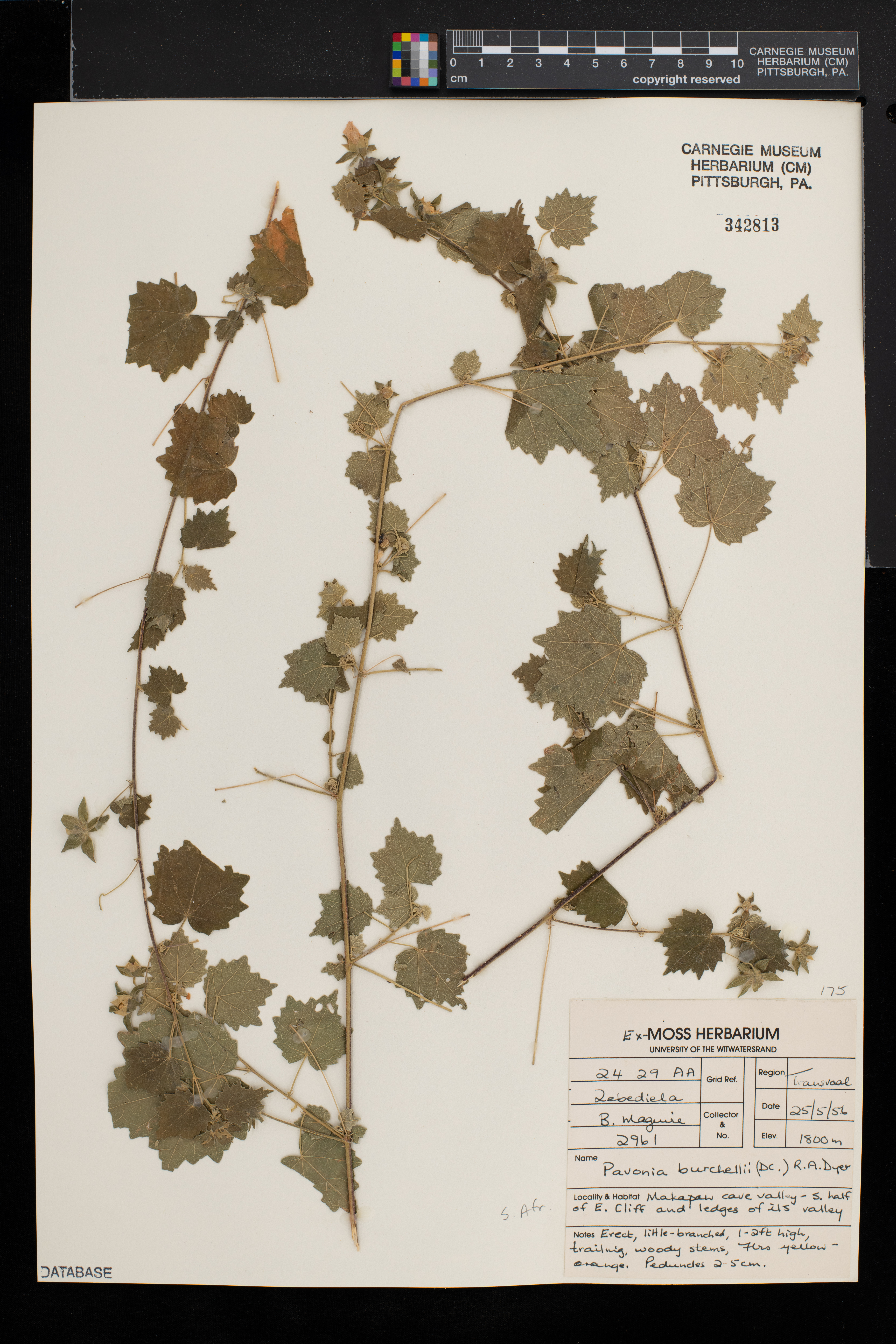 Pavonia burchellii image