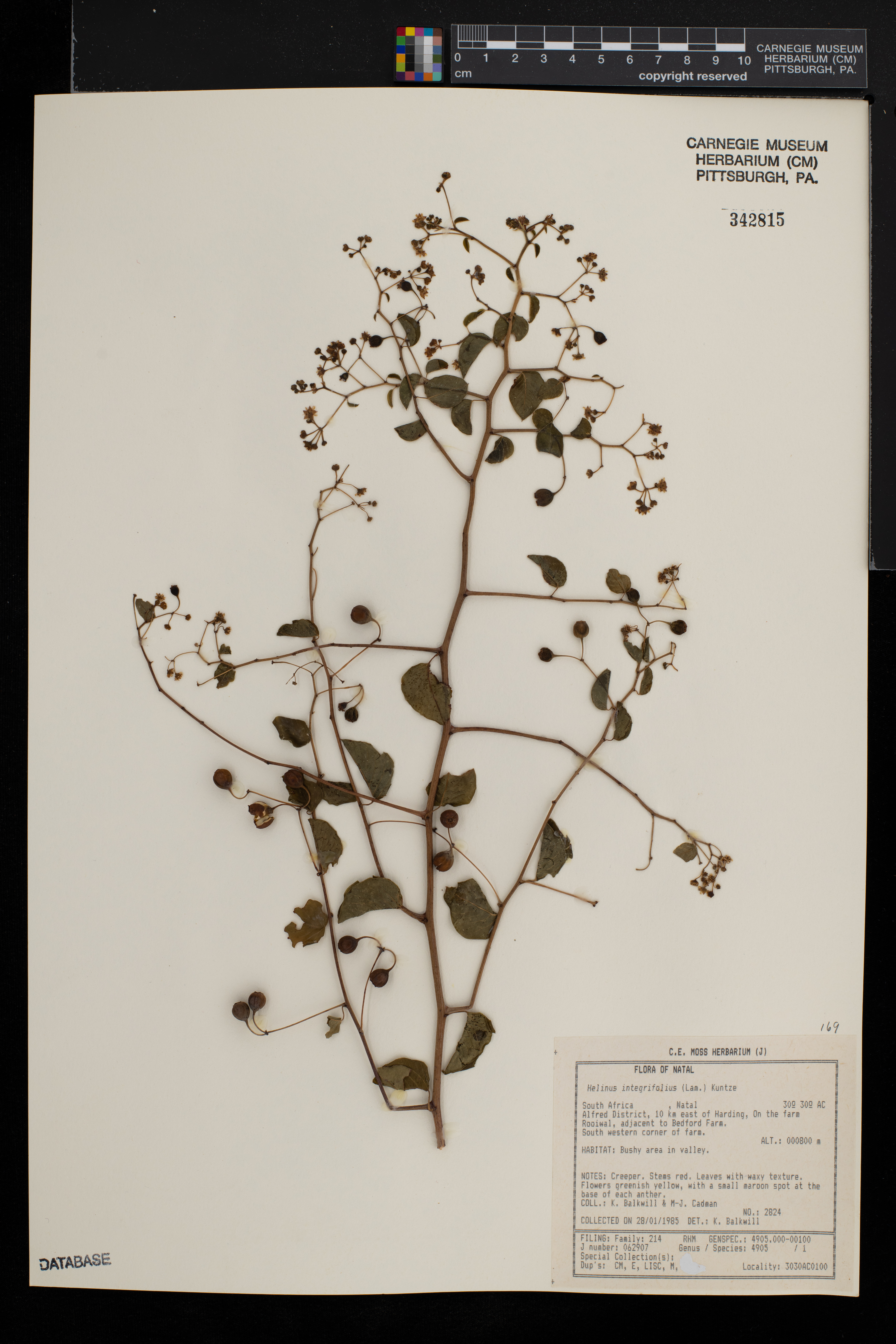 Helinus integrifolius image
