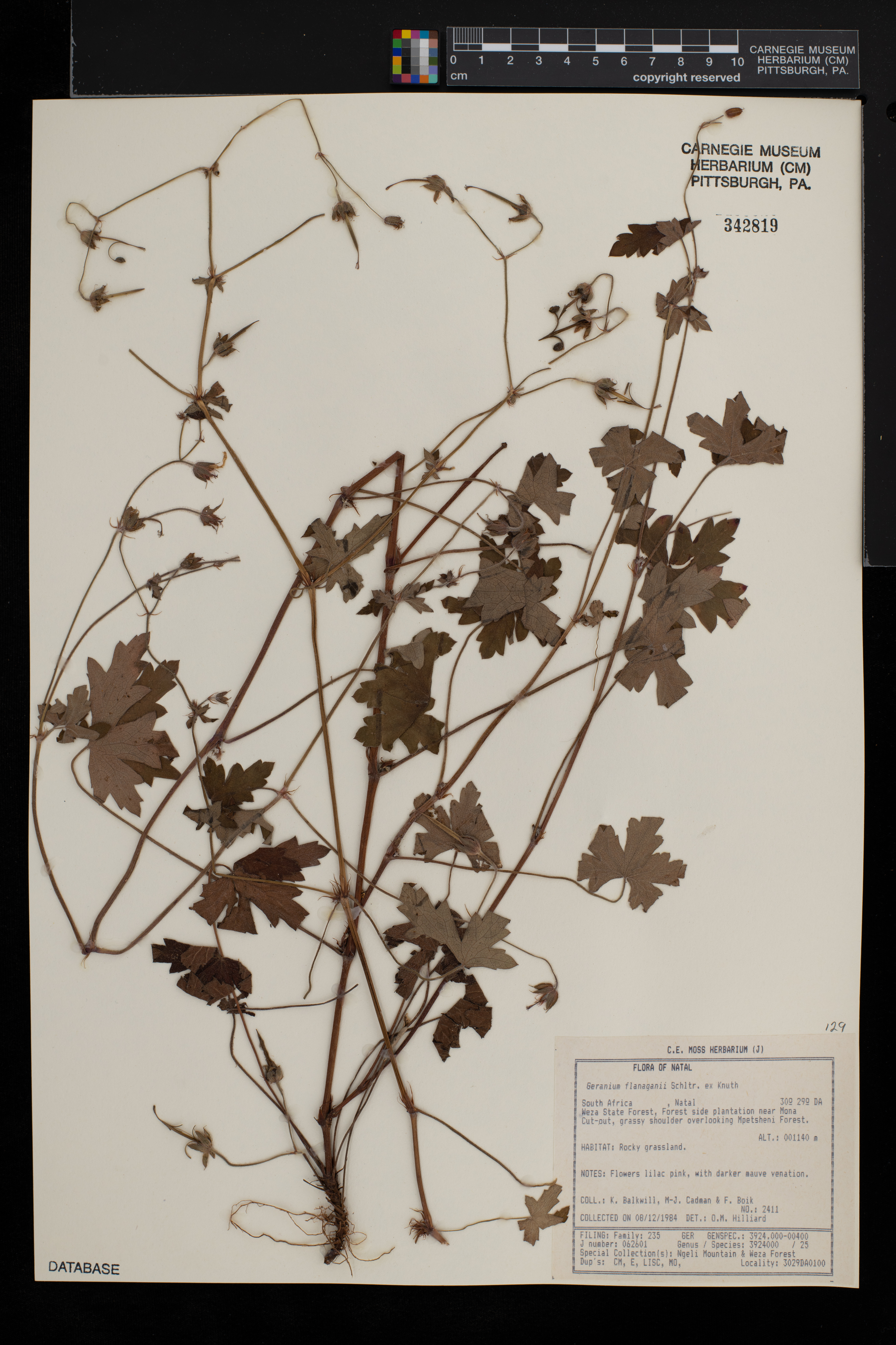 Geranium flanaganii image