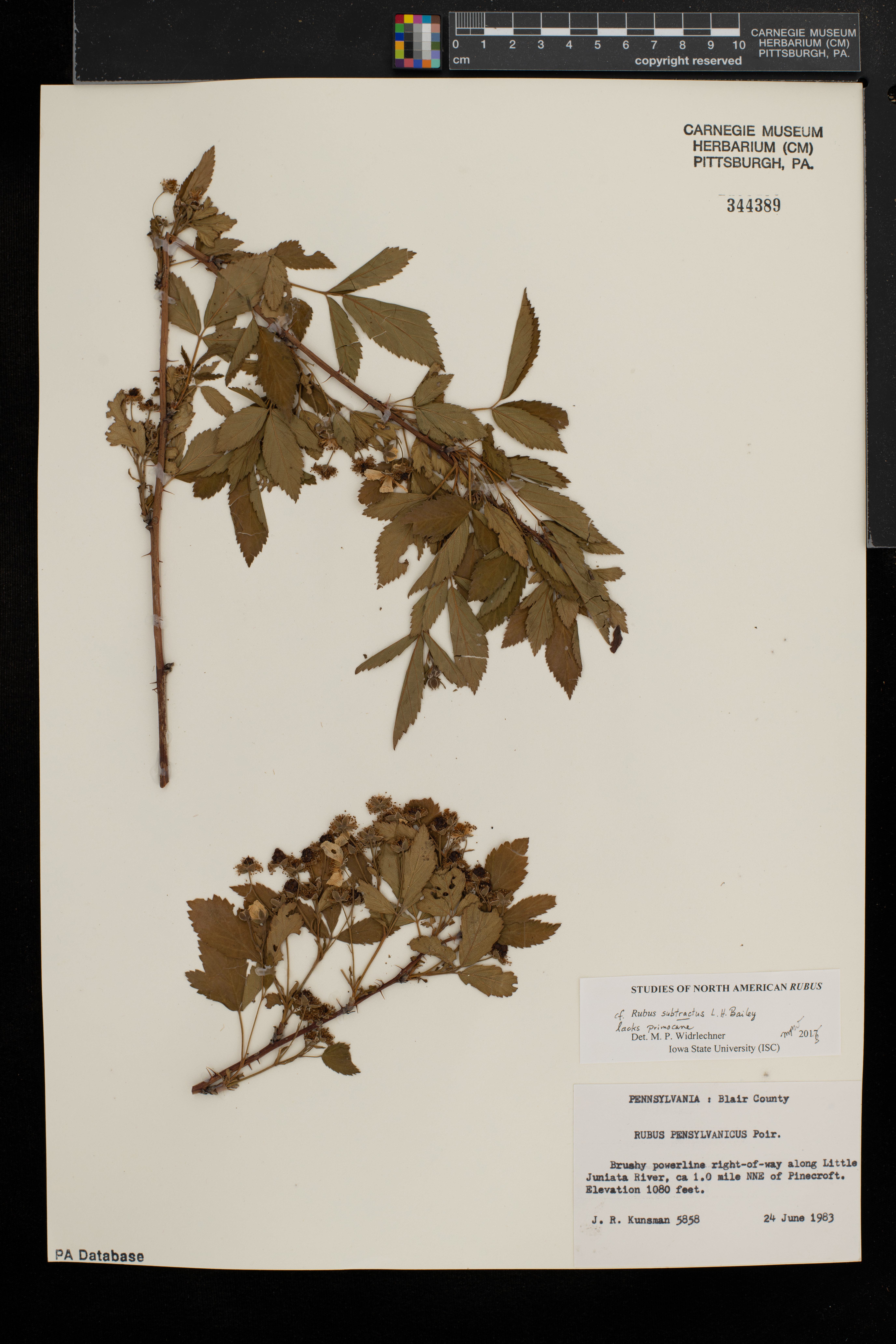 Rubus subtractus image