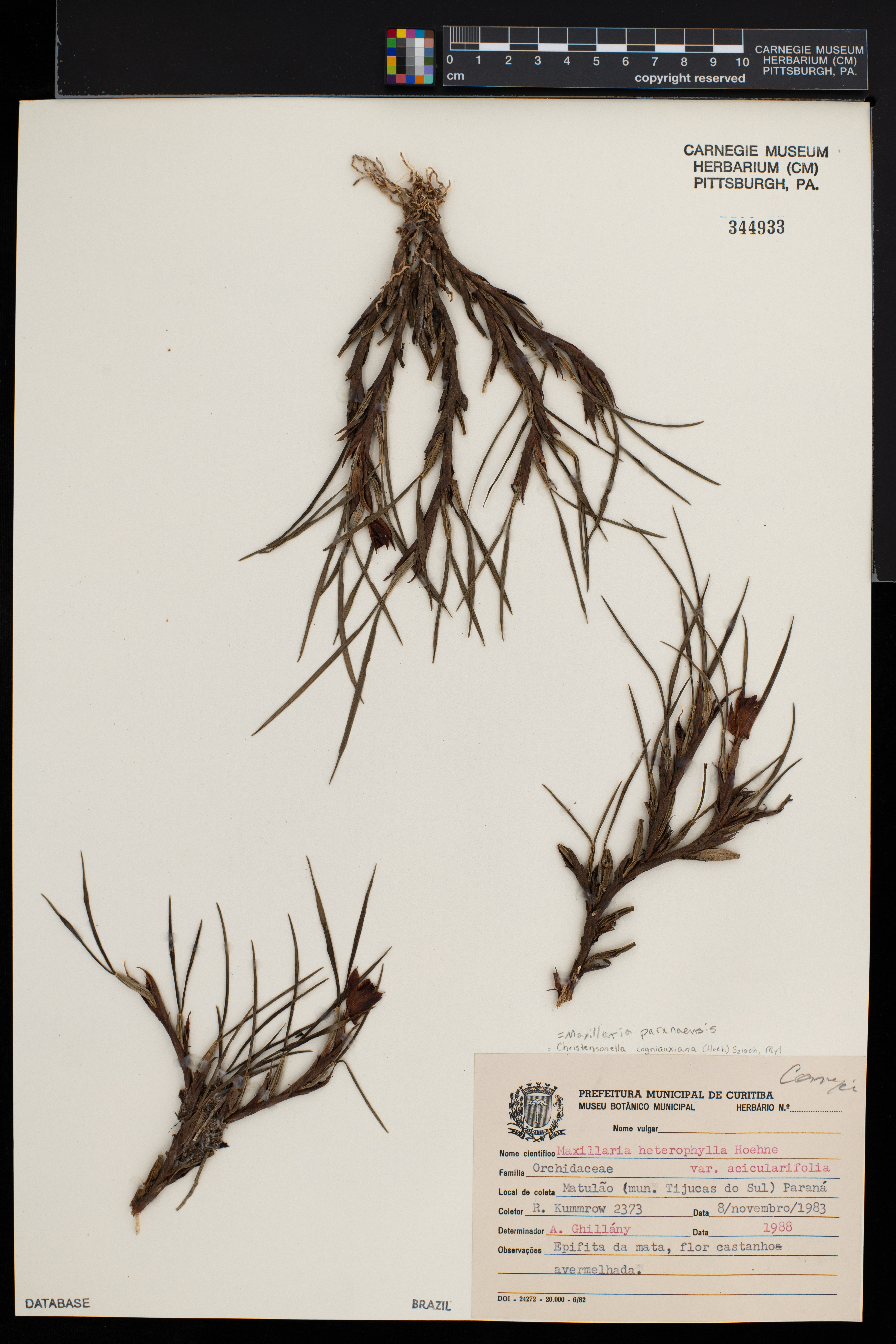 Maxillaria paranaensis image