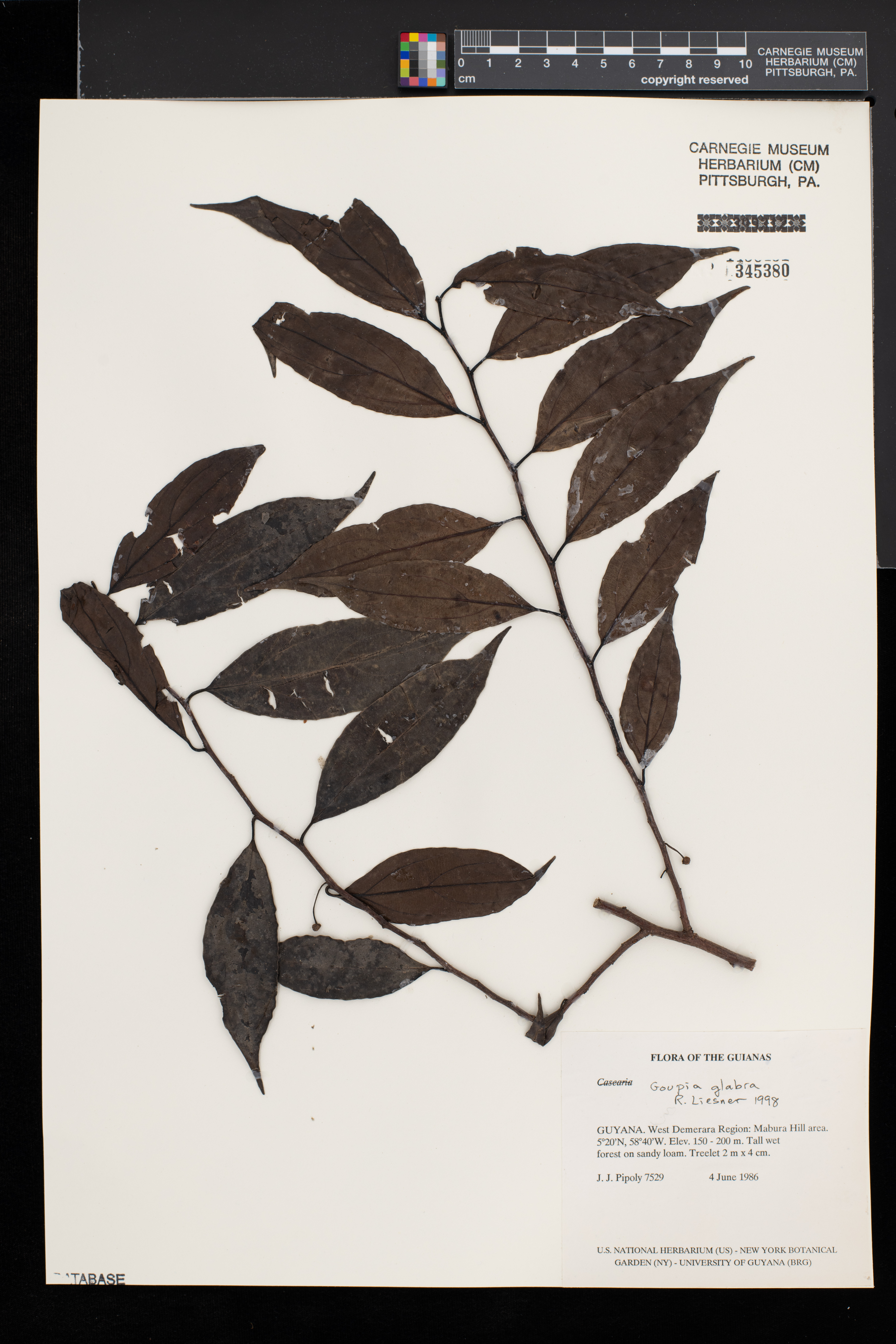 Goupia image