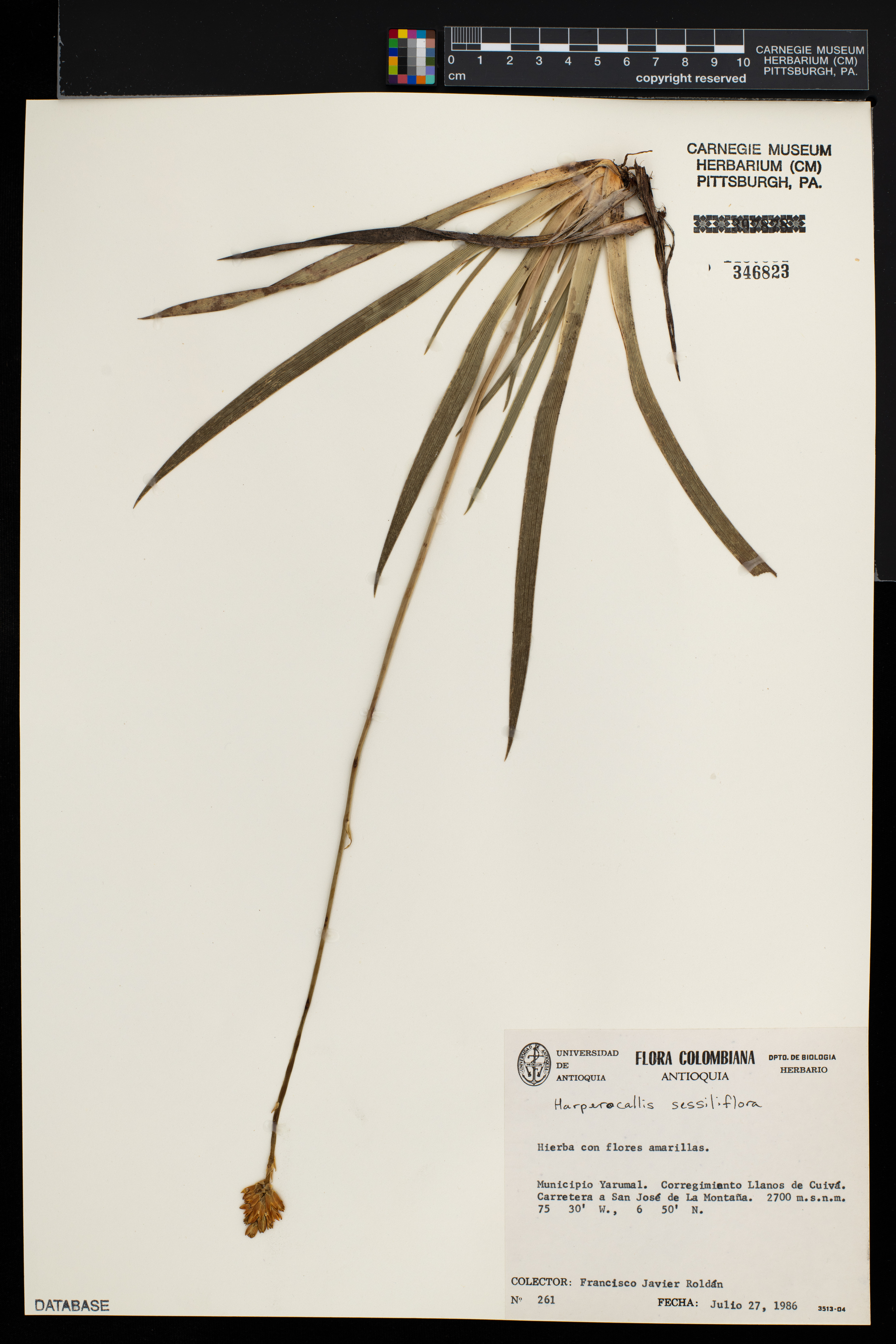 Harperocallis sessiliflora image