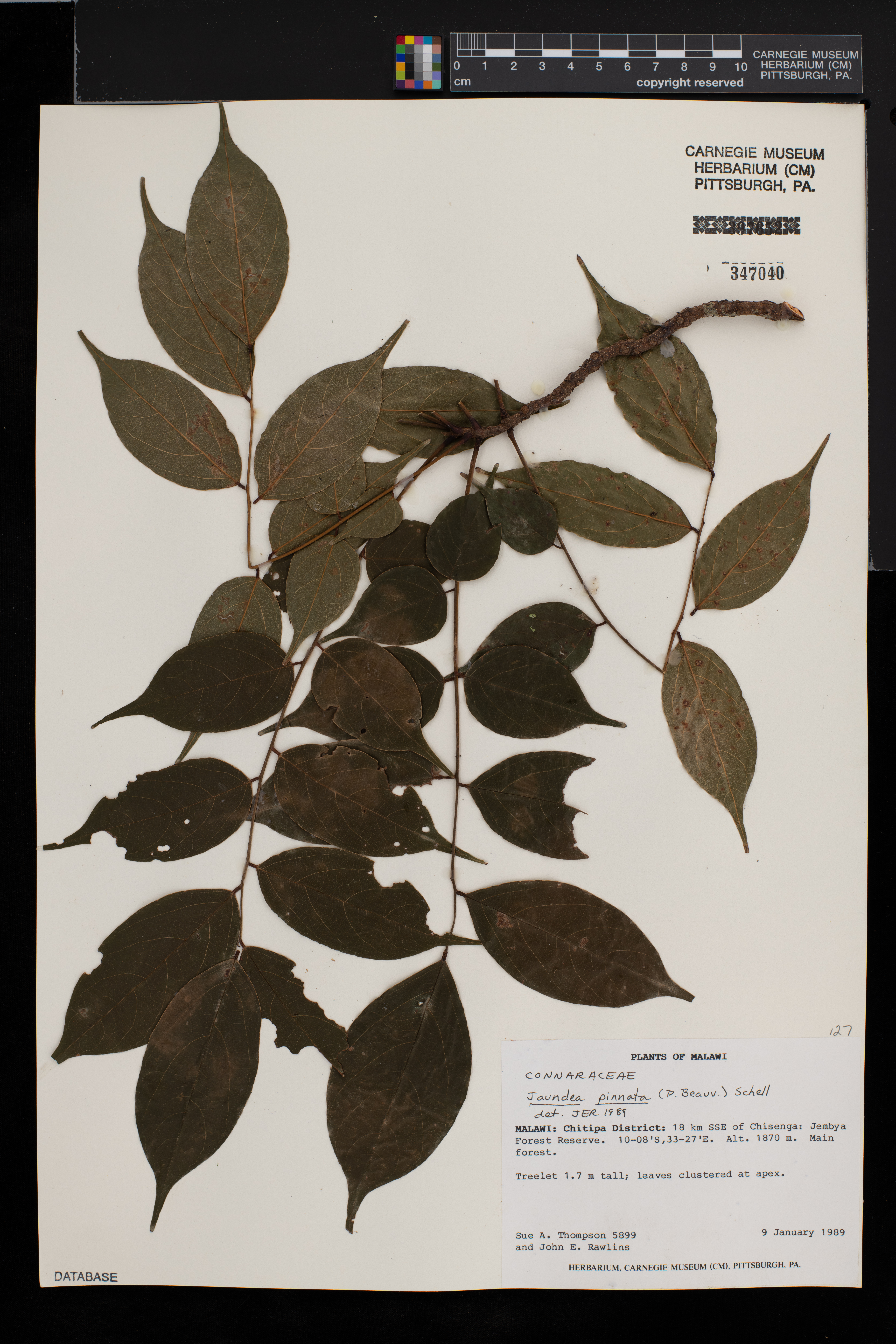 Rourea thomsonii image