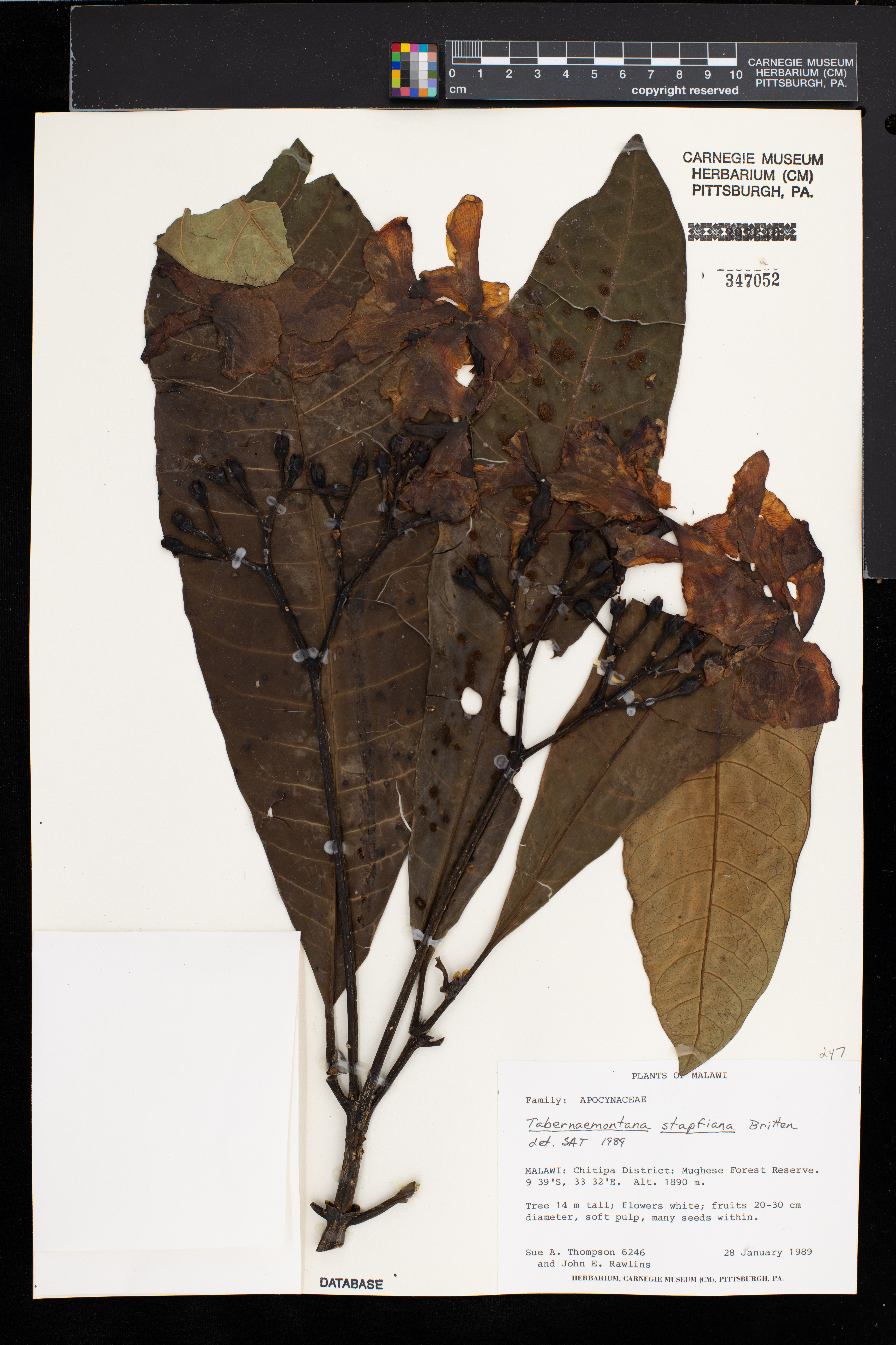 Tabernaemontana stapfiana image