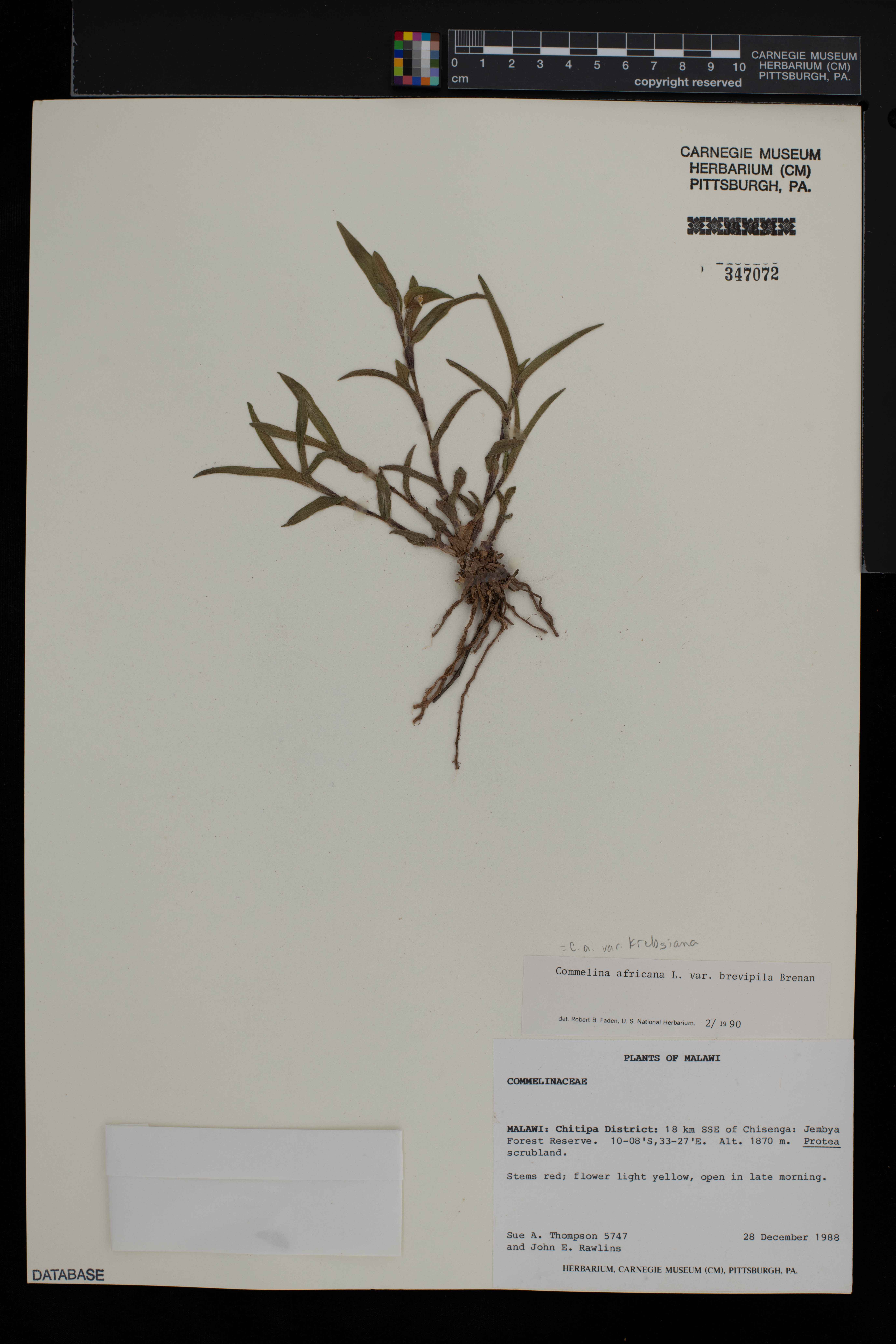 Commelina africana image
