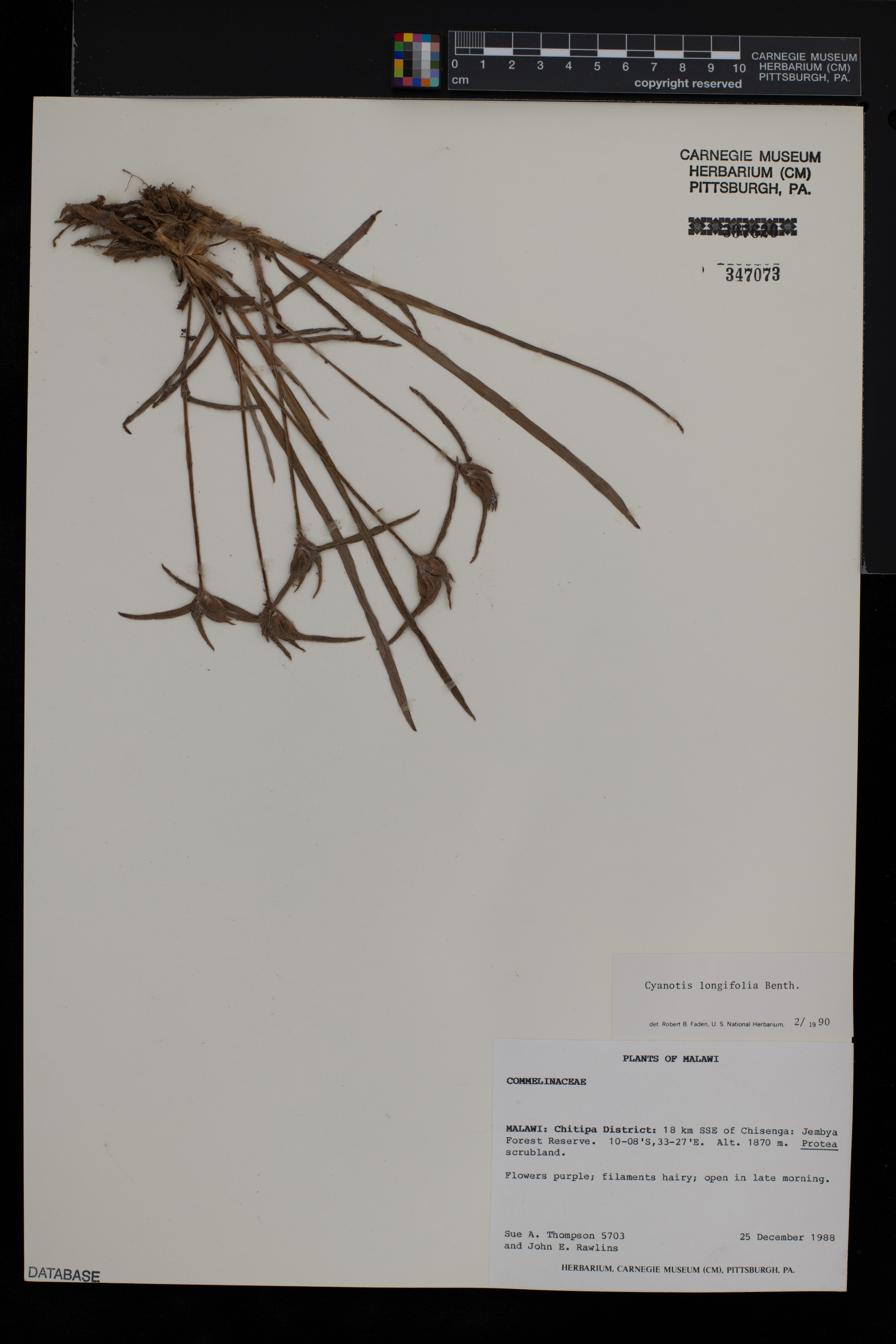 Cyanotis longifolia image