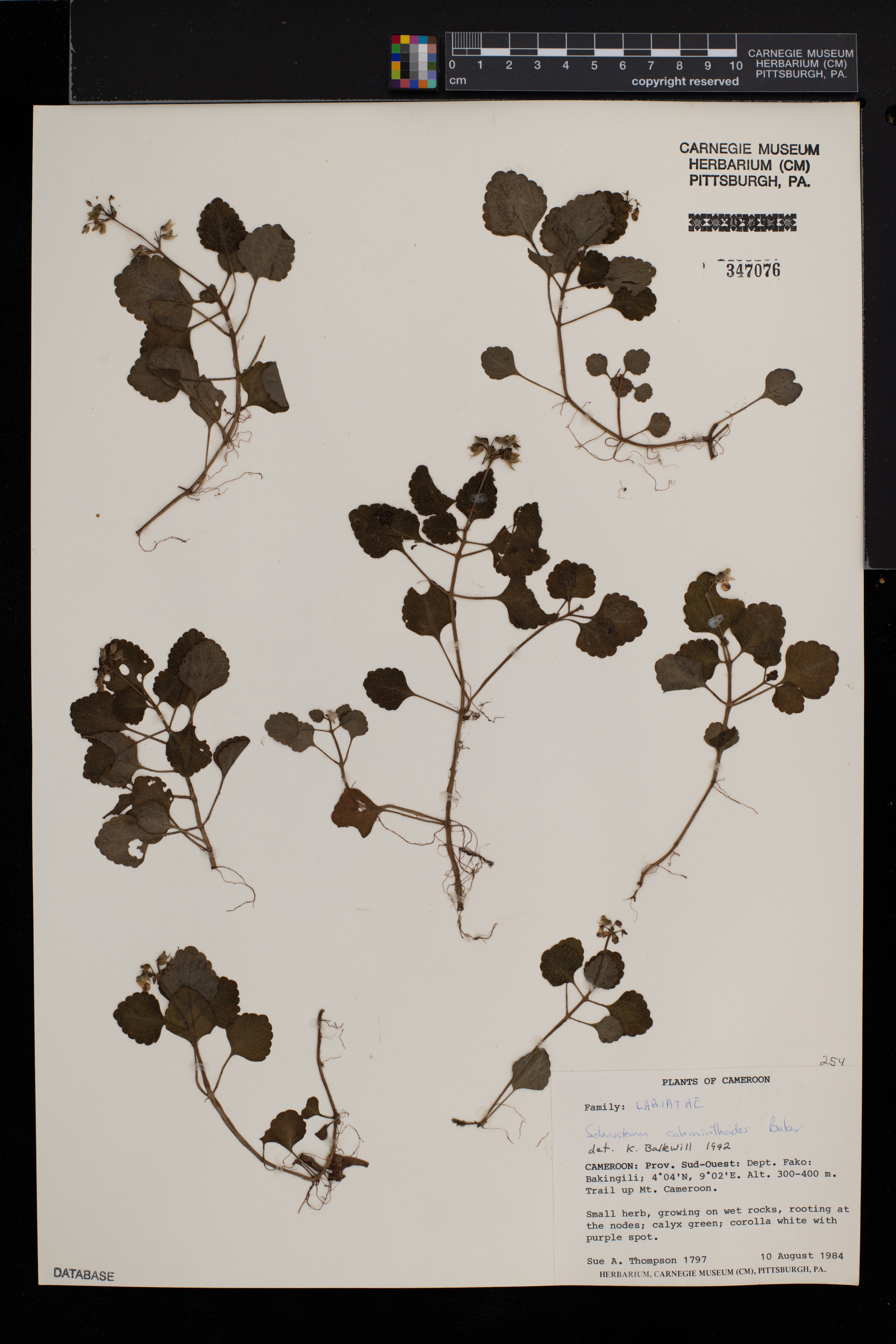 Coleus calaminthoides image