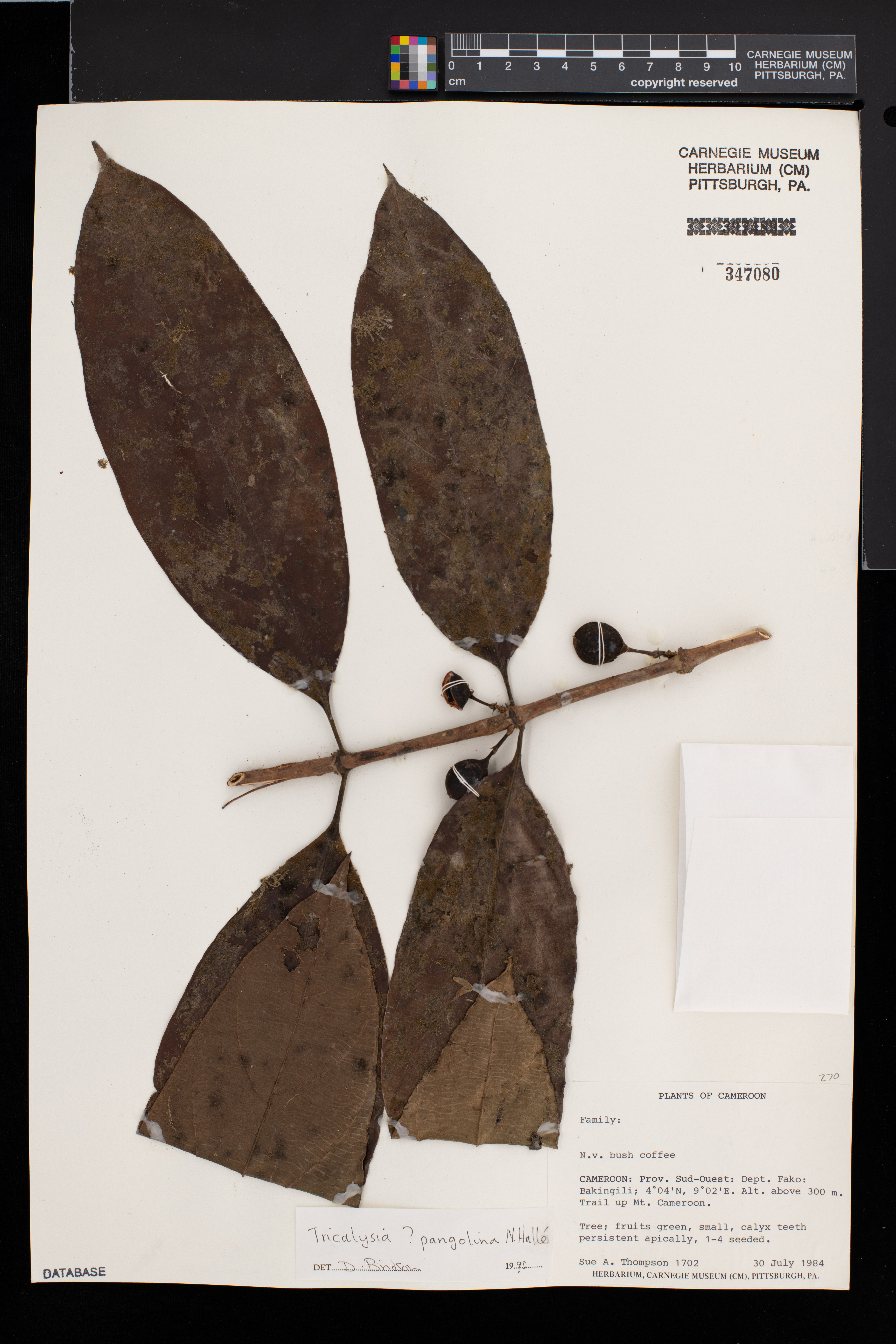 Tricalysia pangolina image
