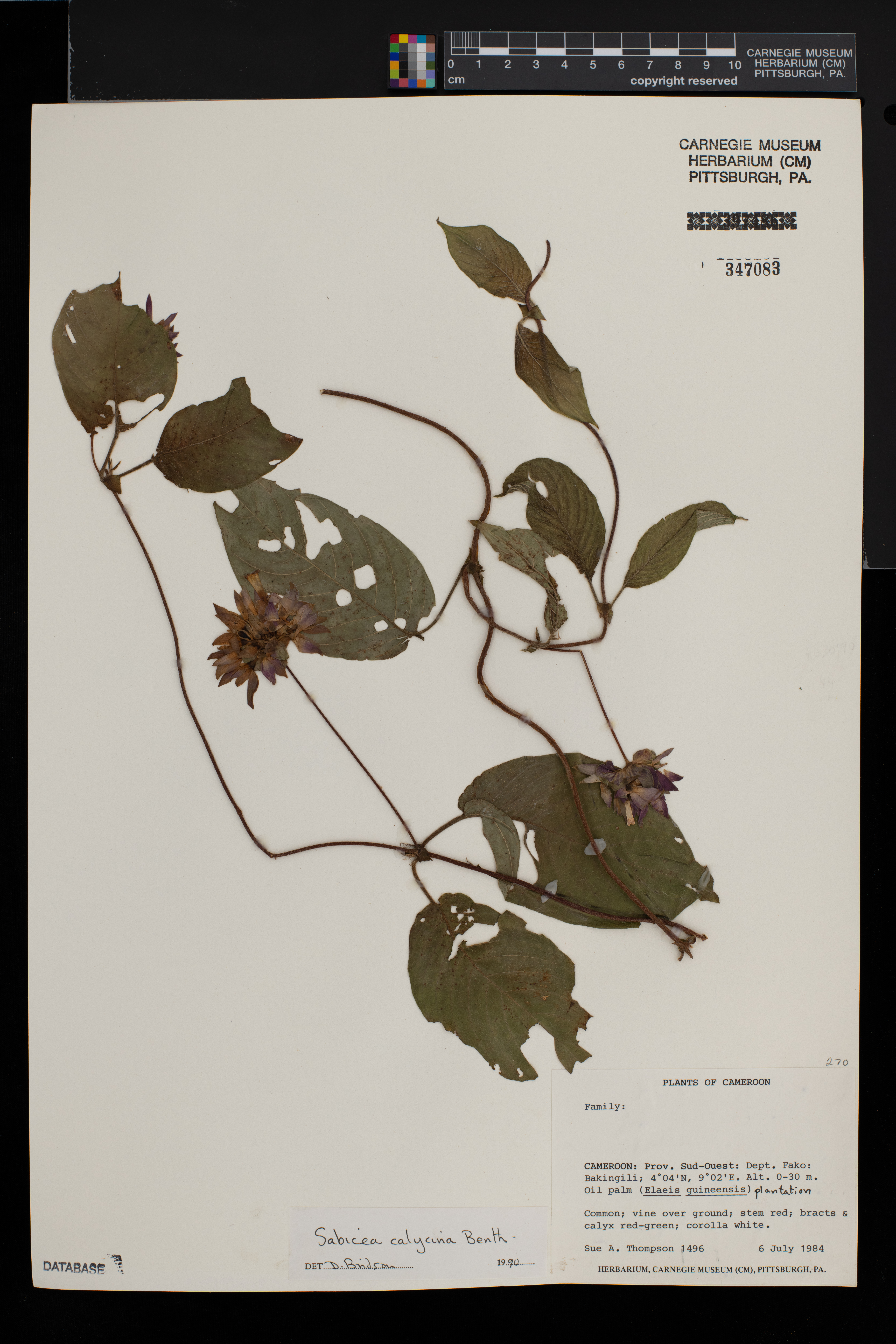Sabicea calycina image