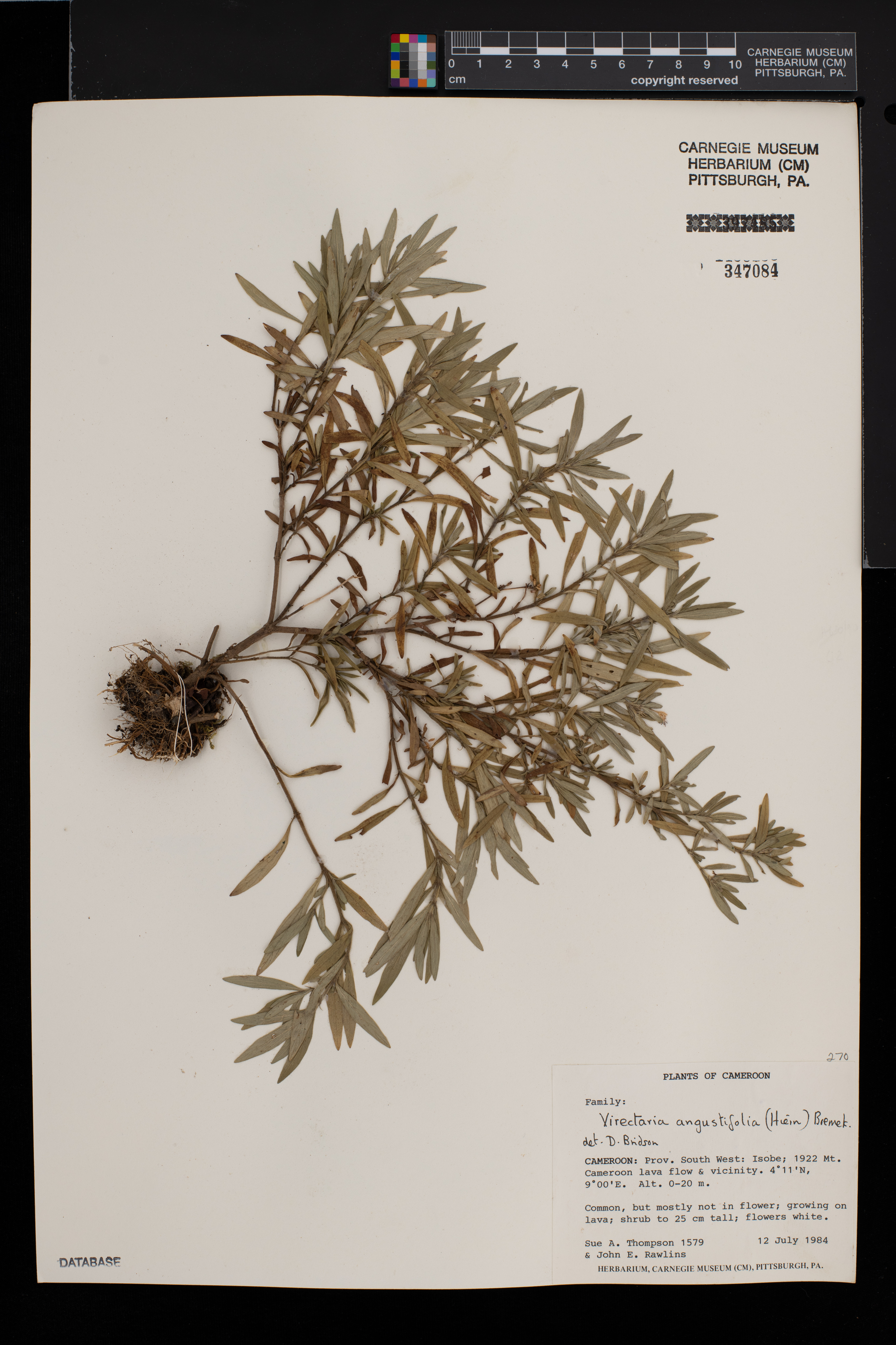 Virectaria angustifolia image