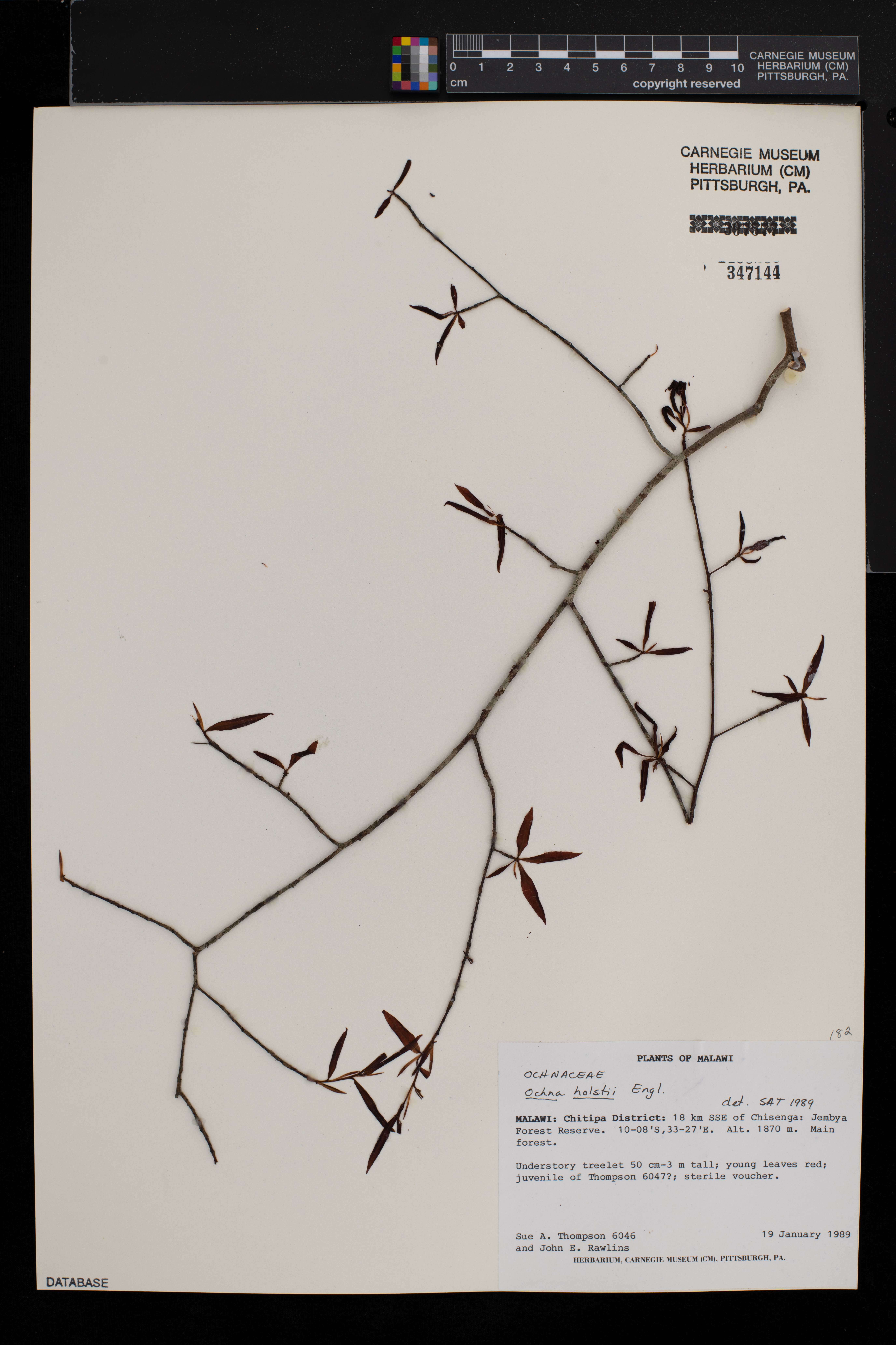 Ochna holstii image
