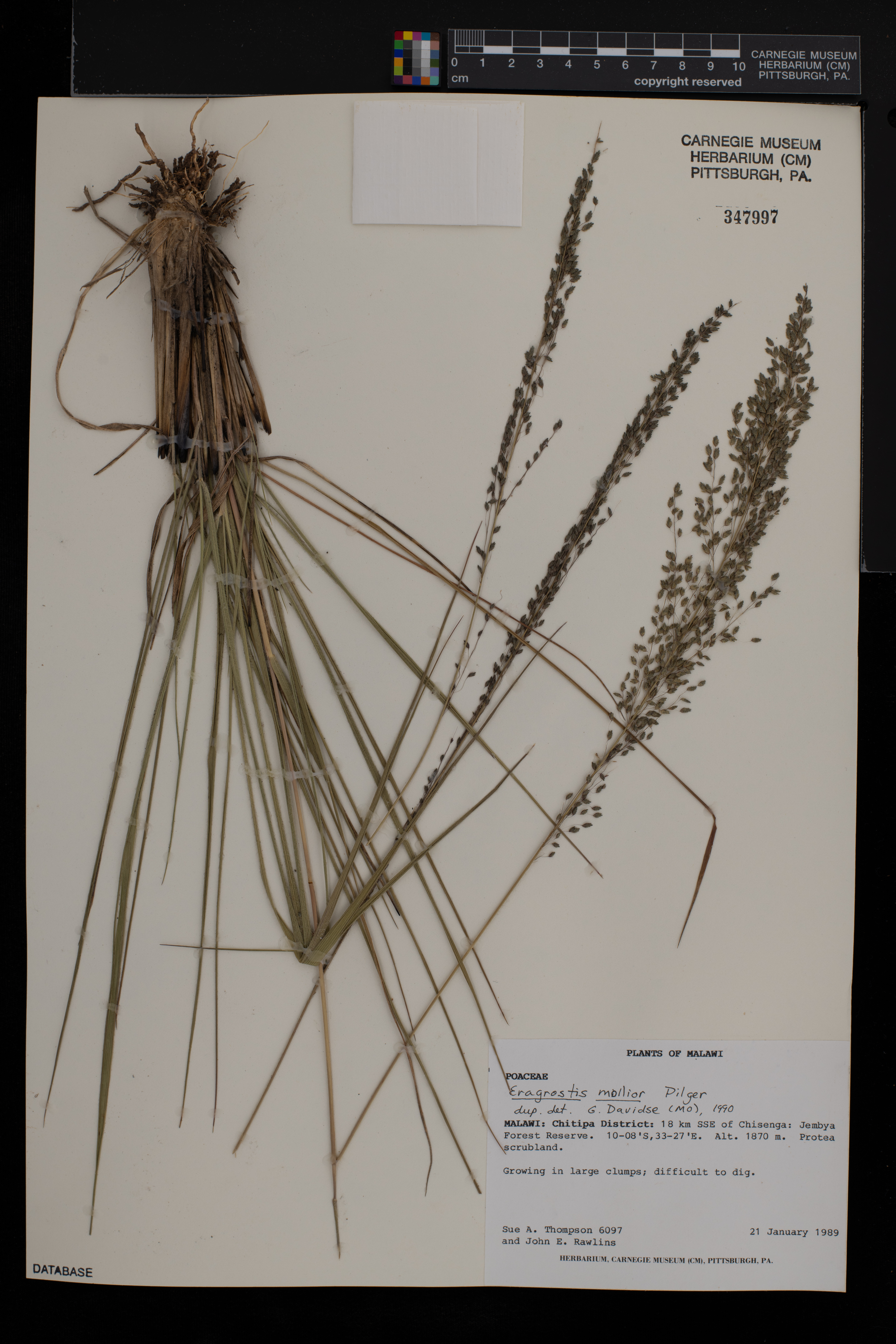 Eragrostis mollior image