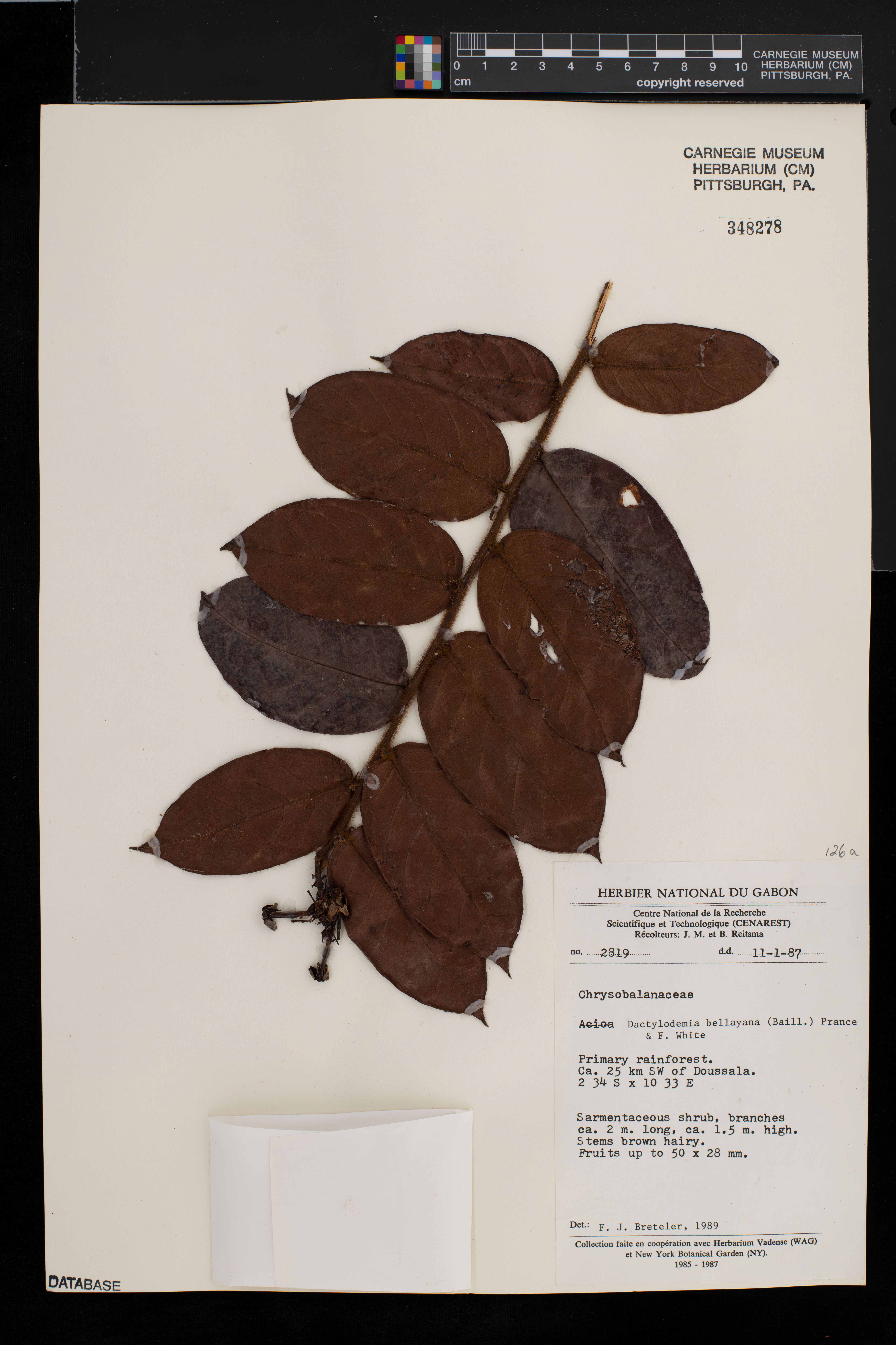 Dactyladenia bellayana image