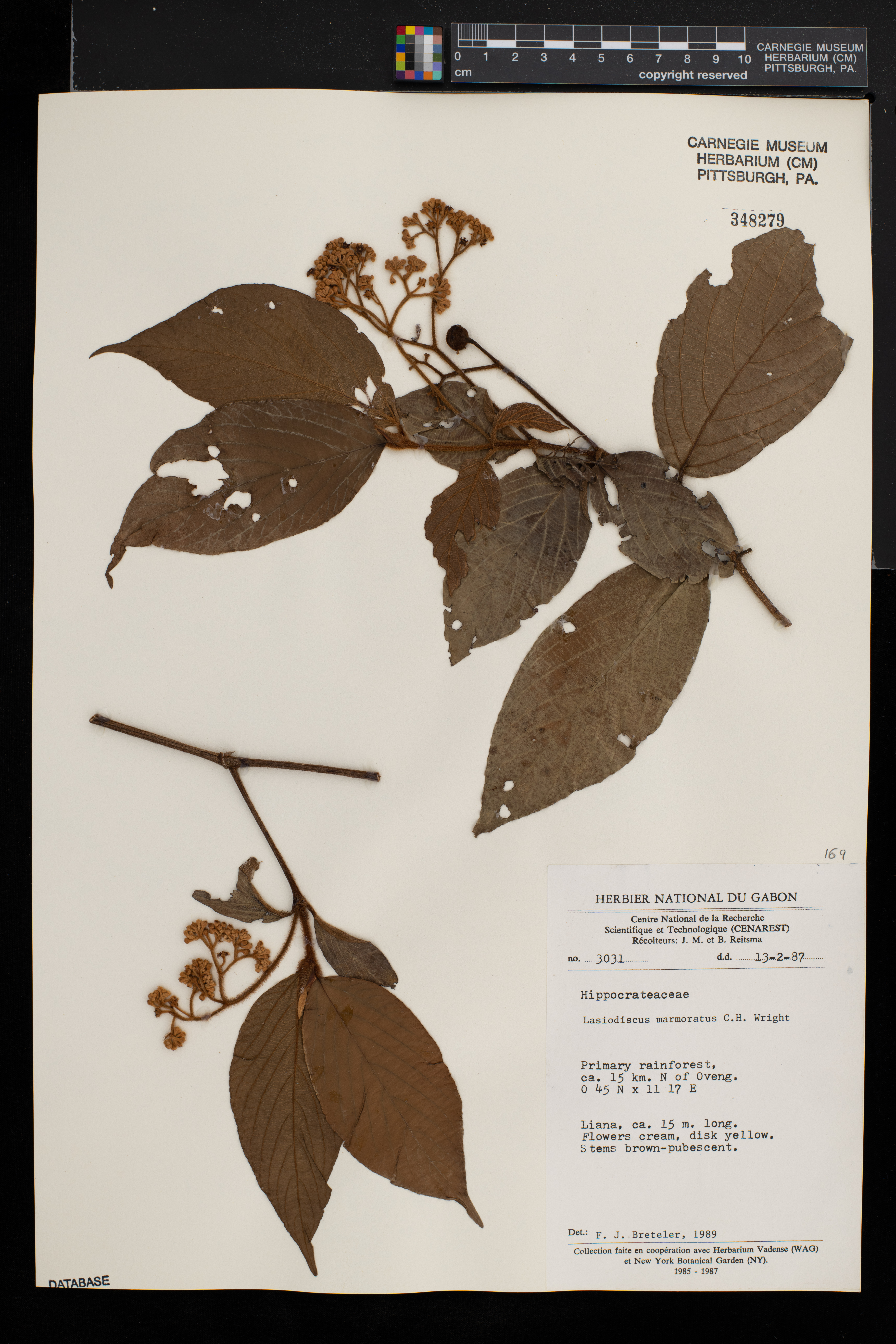Lasiodiscus marmoratus image