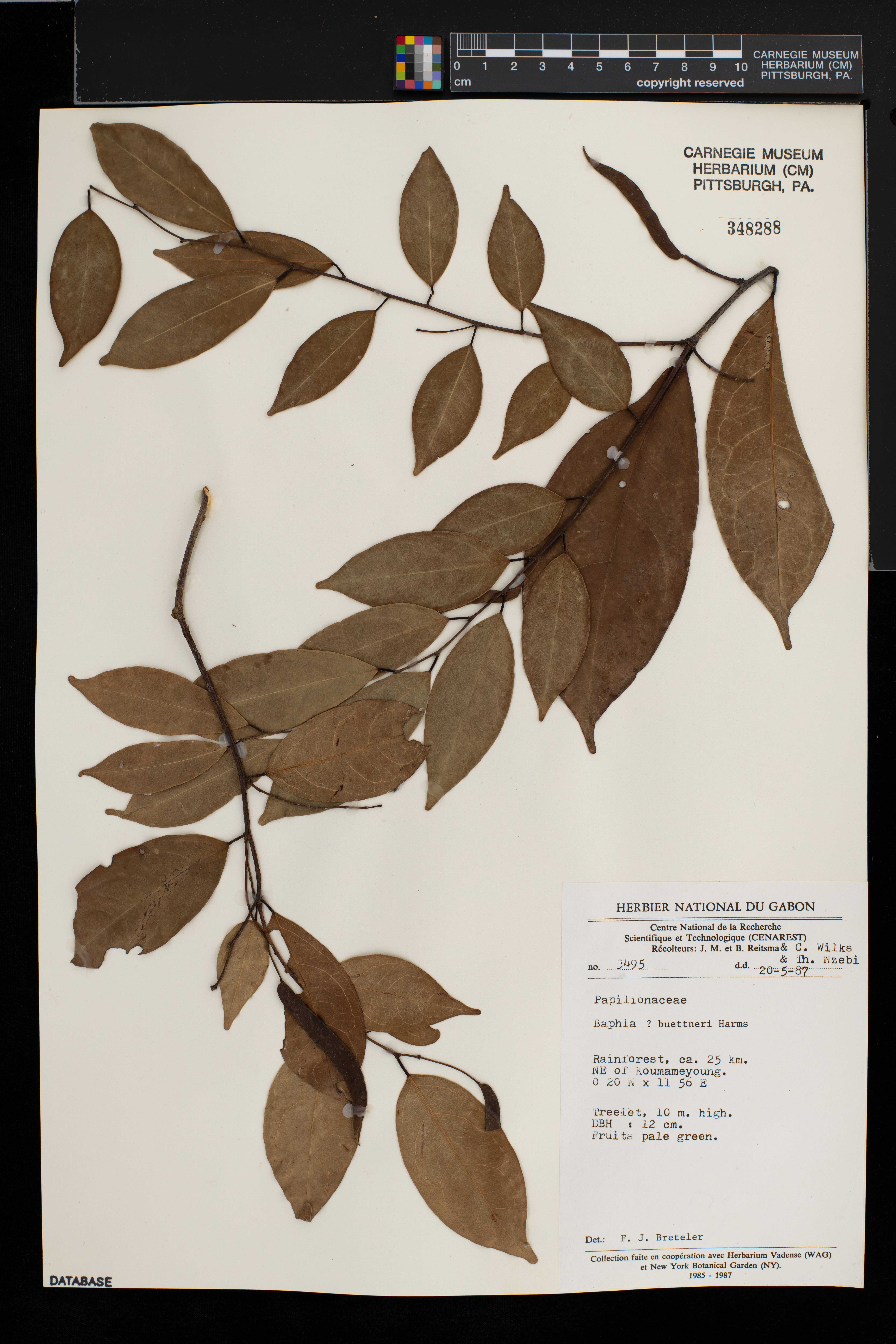 Baphia buettneri image