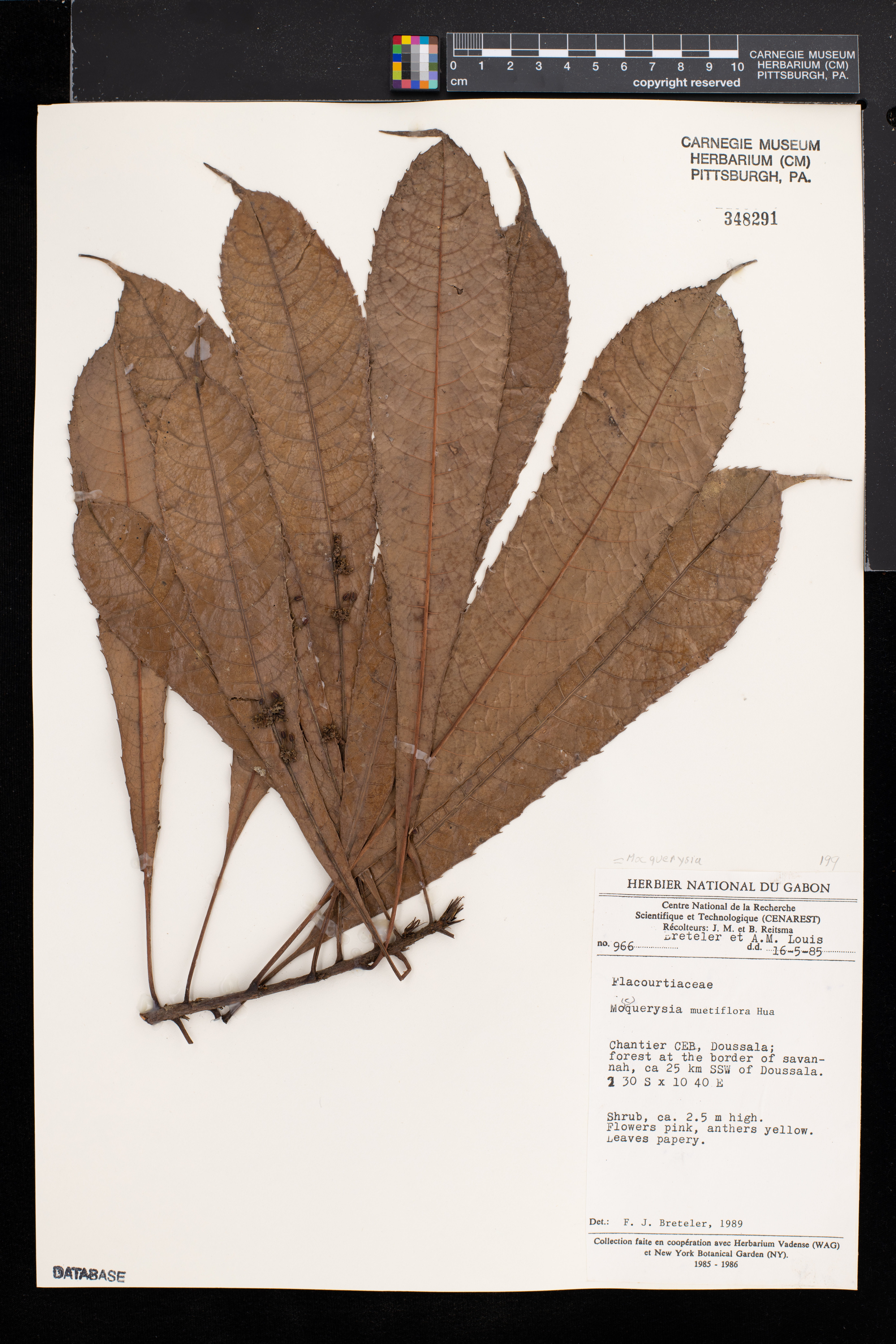 Mocquerysia multiflora image