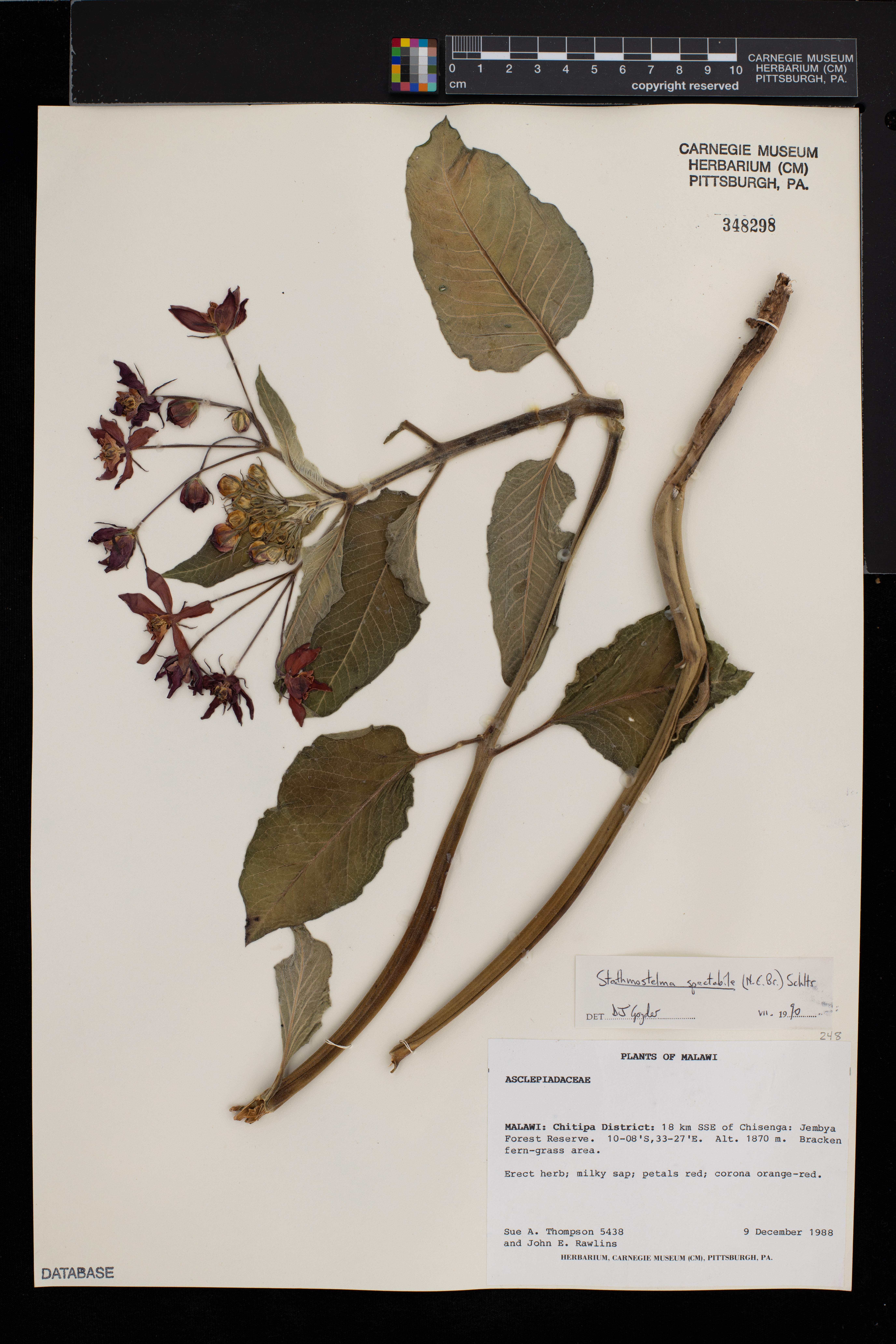 Stathmostelma spectabile image