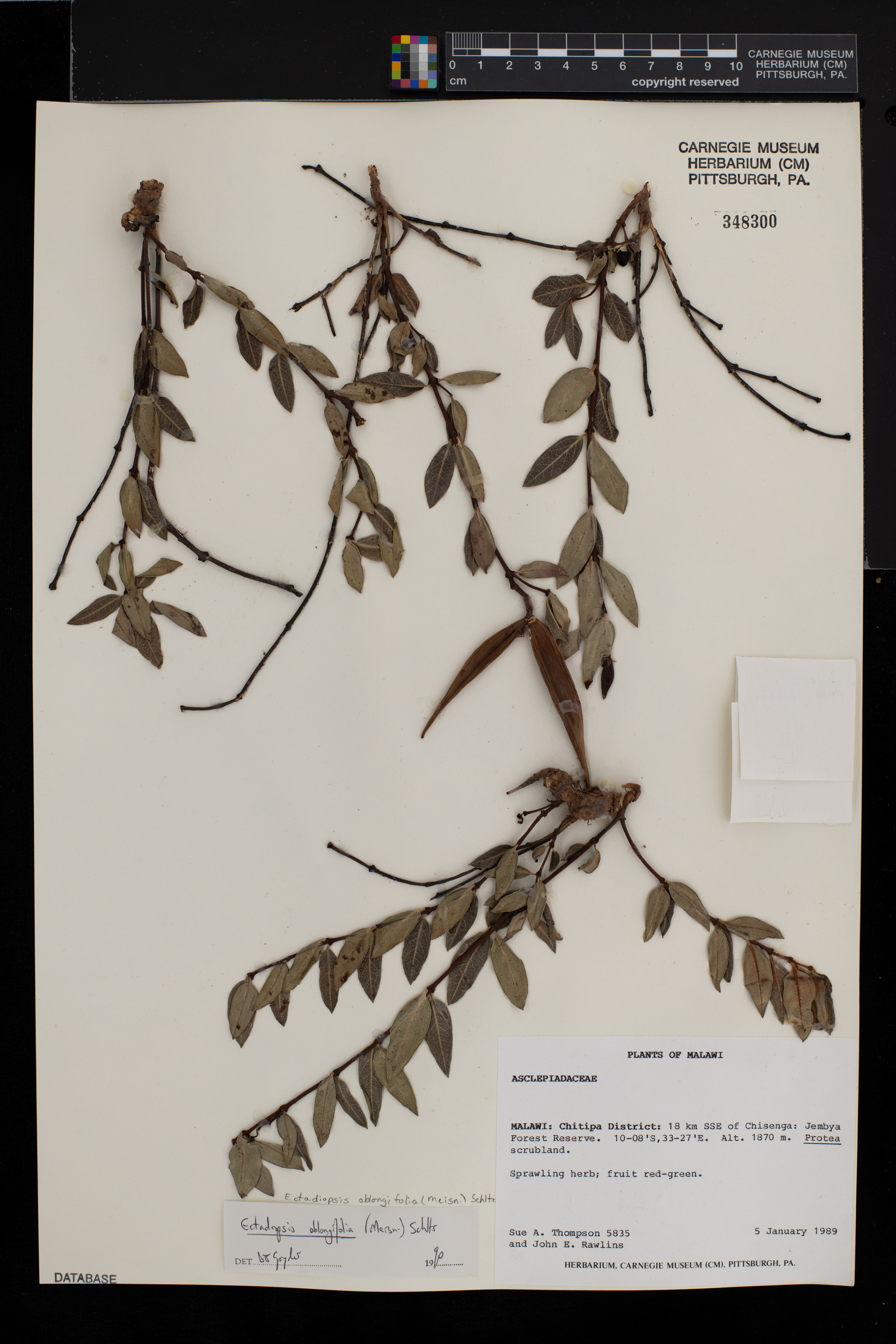 Cryptolepis oblongifolia image