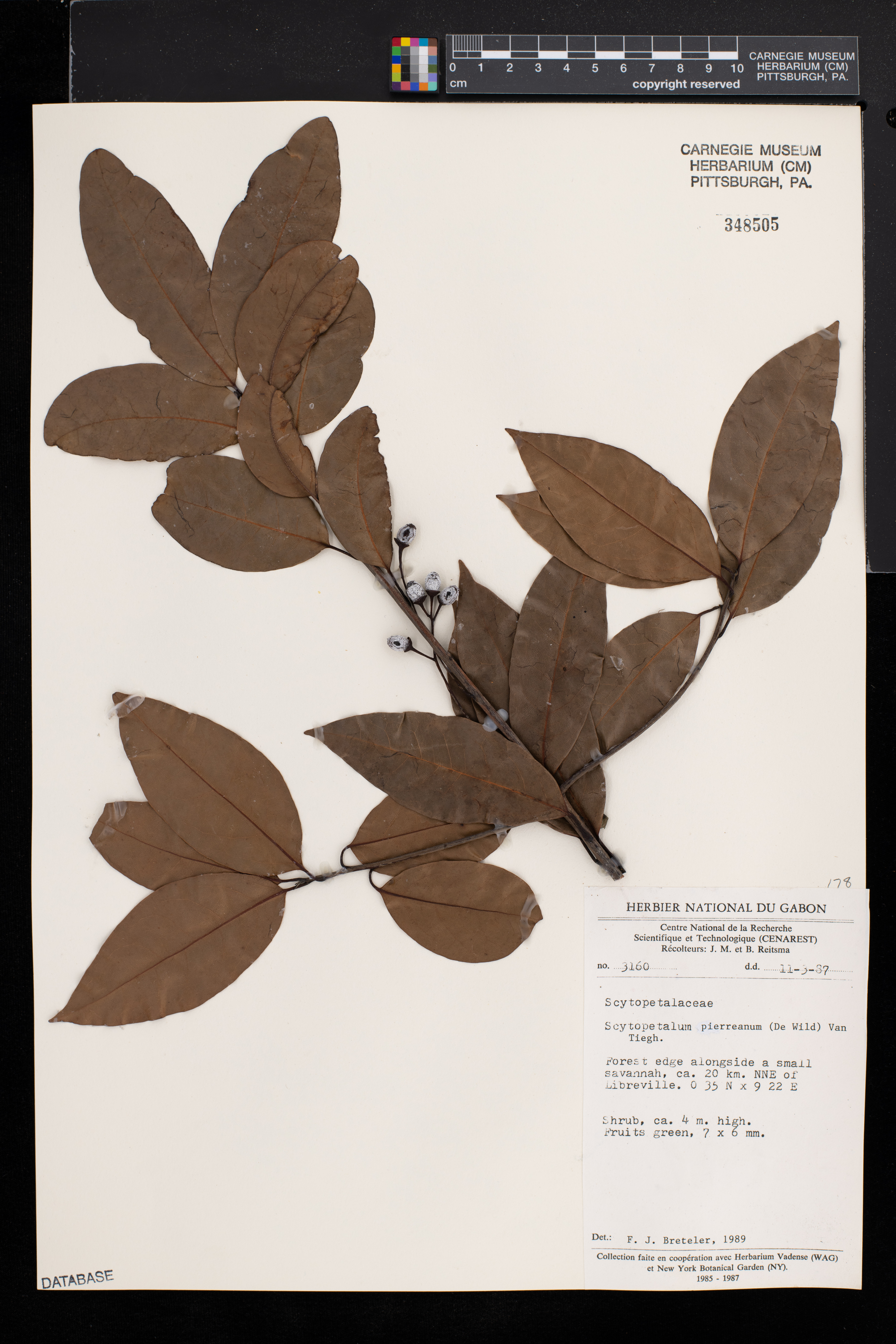 Scytopetalum pierreanum image