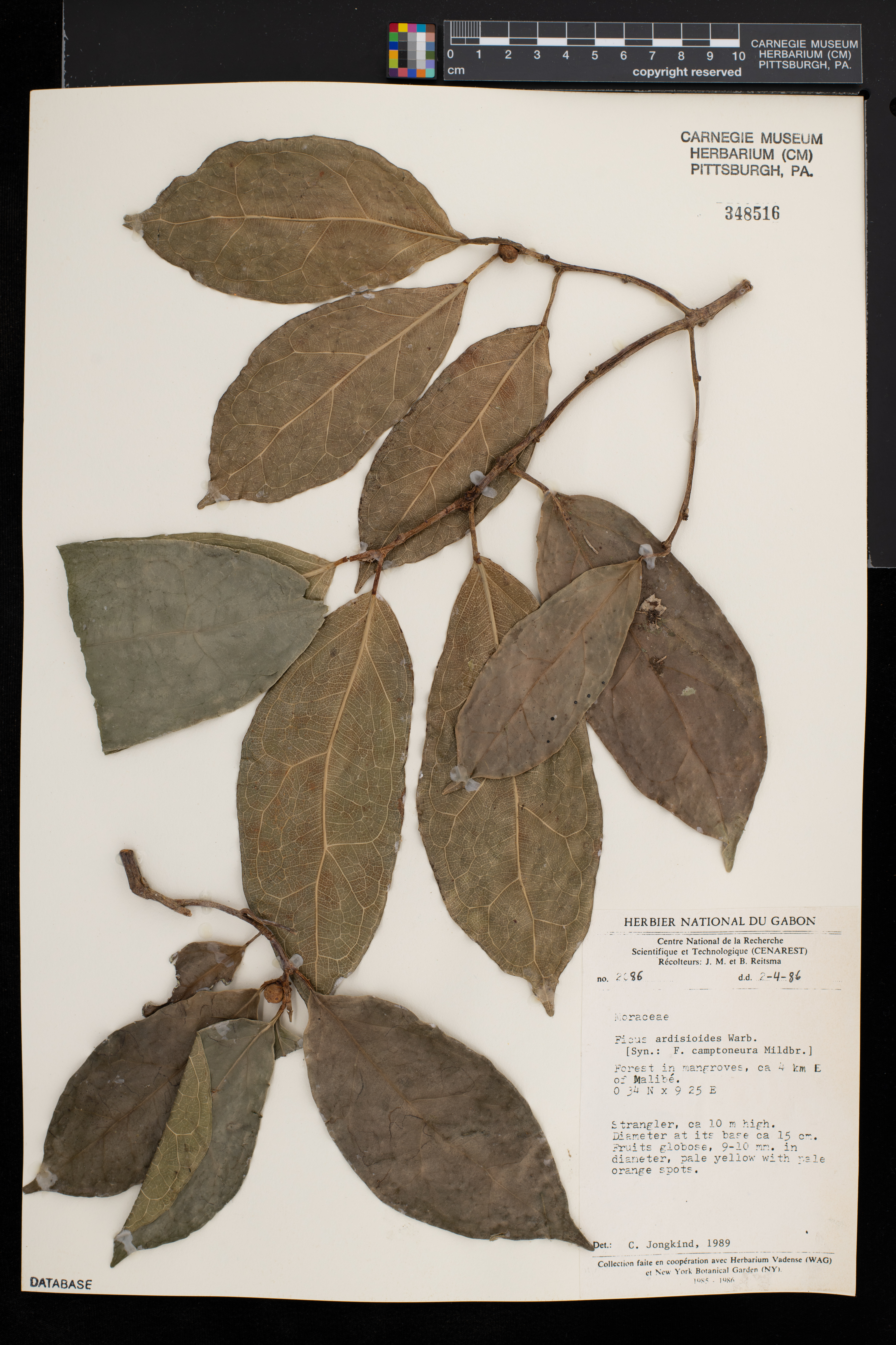 Ficus ardisioides image