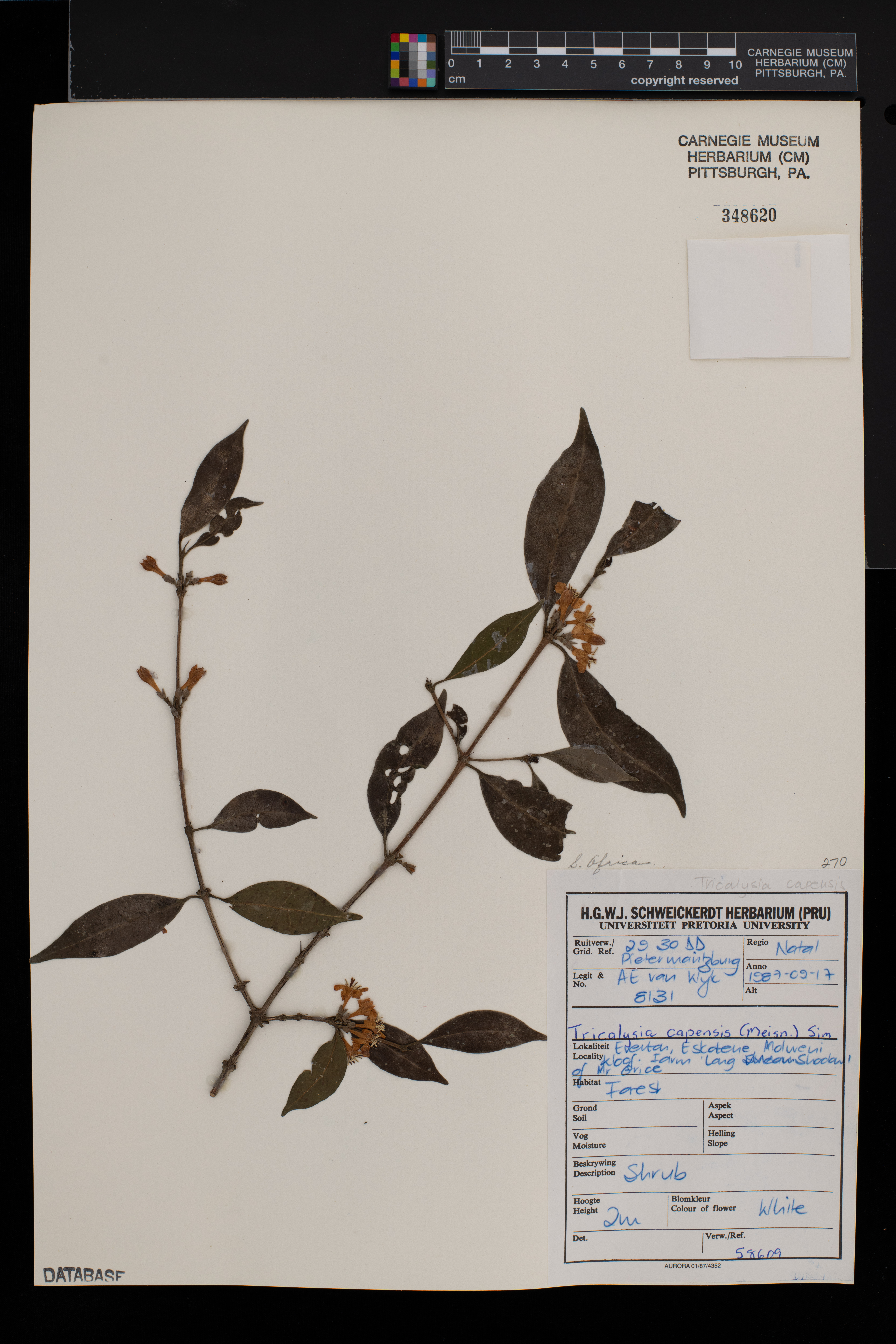 Tricalysia capensis image
