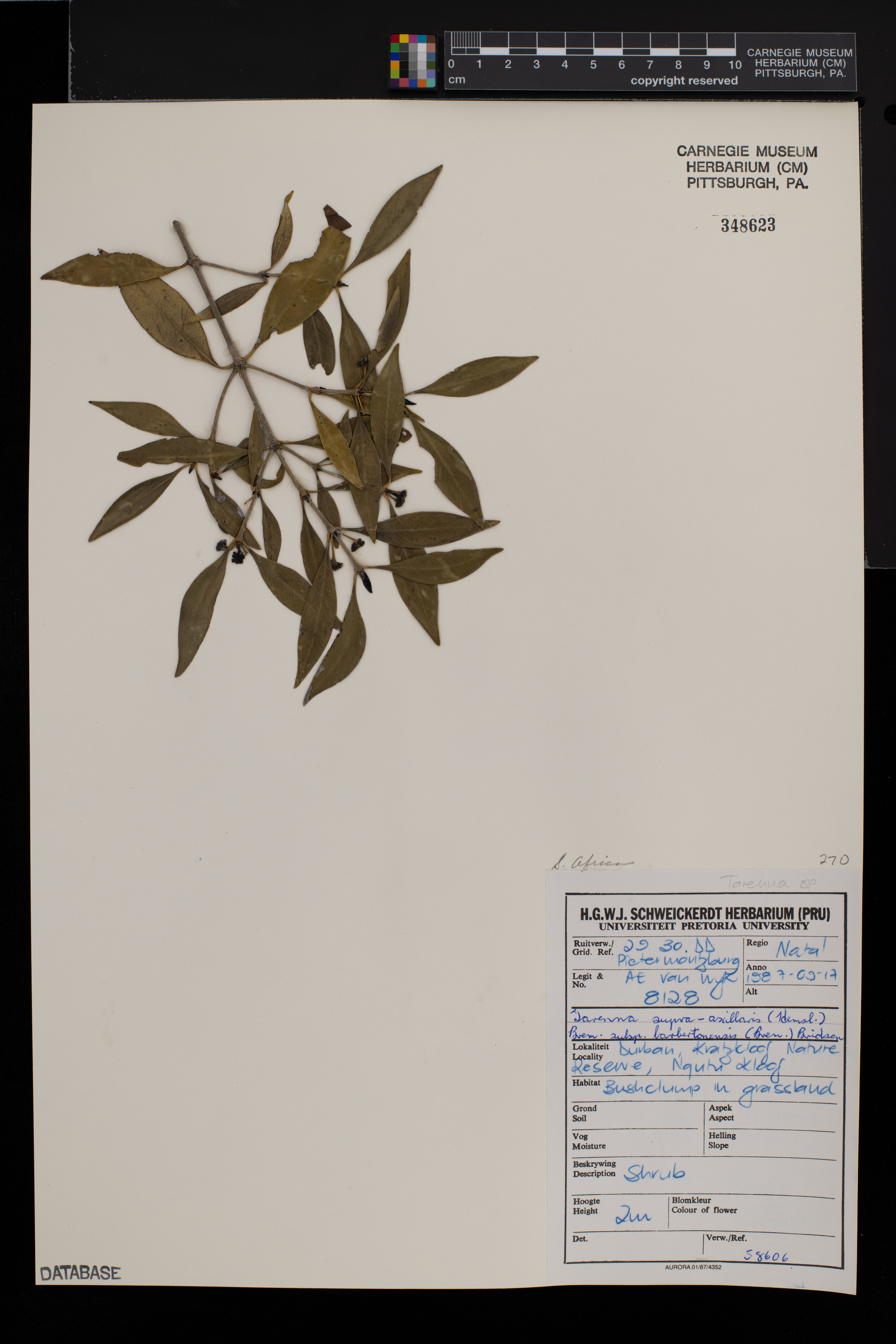 Coptosperma supra-axillare image