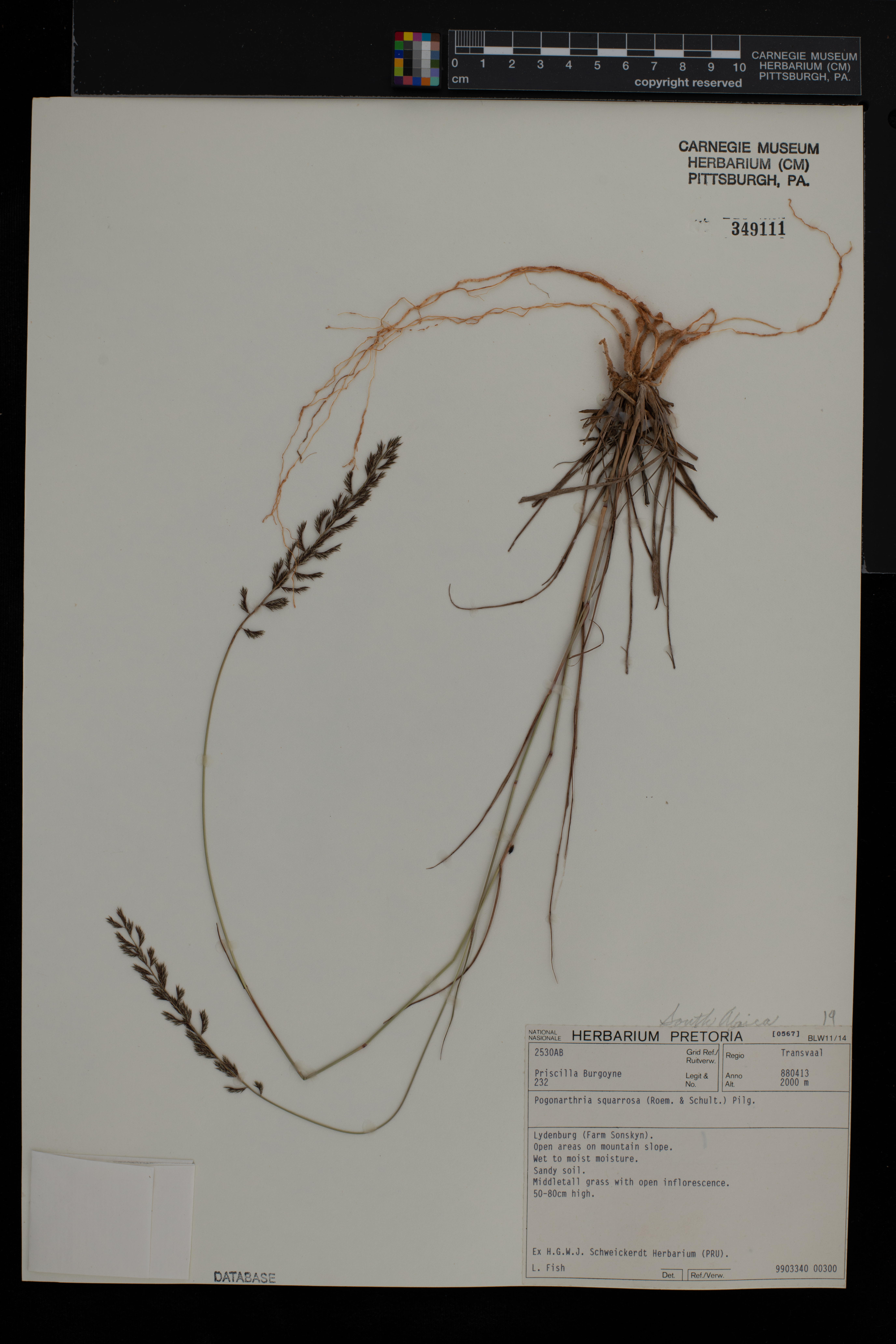 Pogonarthria squarrosa image