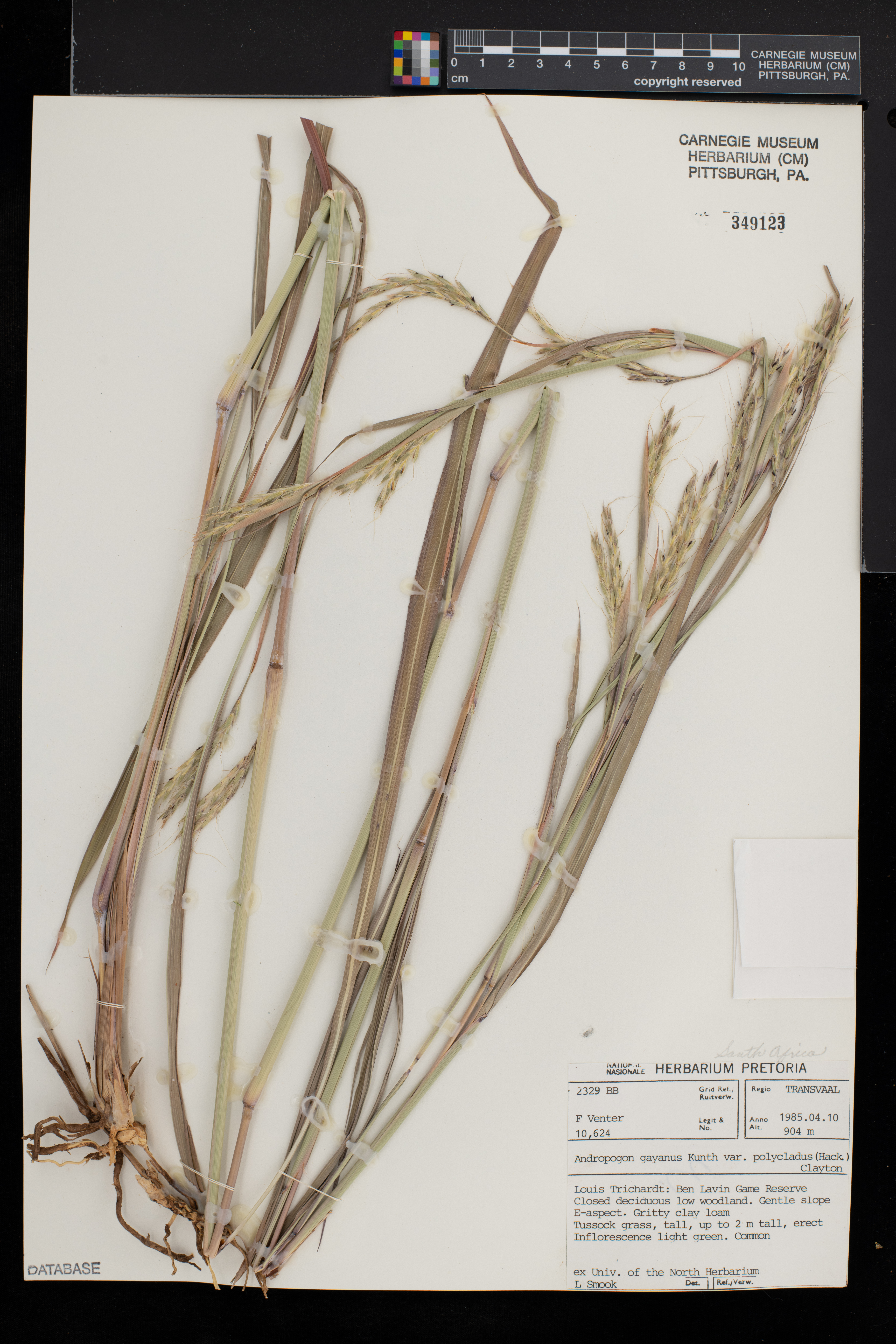 Andropogon gayanus var. polycladus image