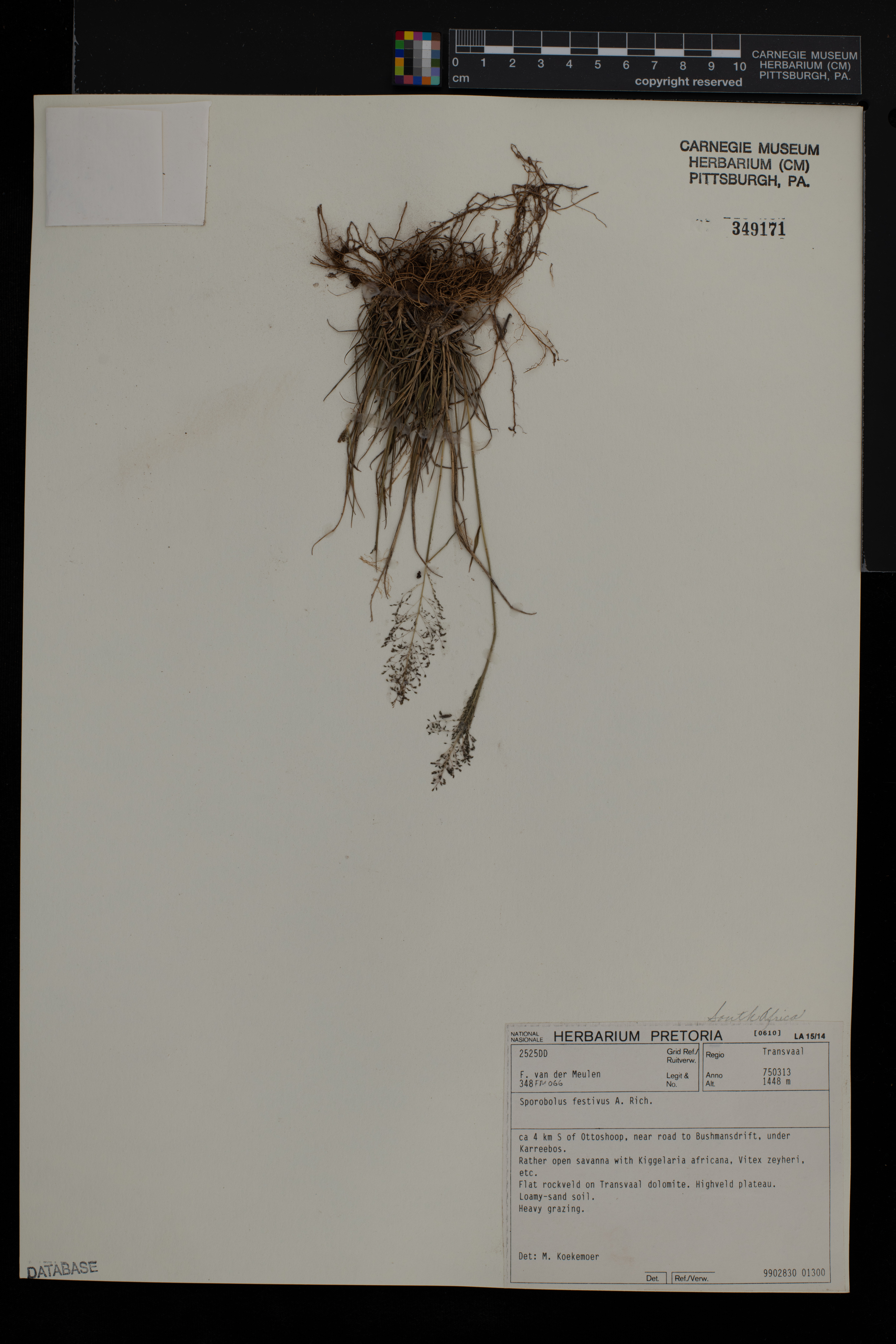 Sporobolus festivus image