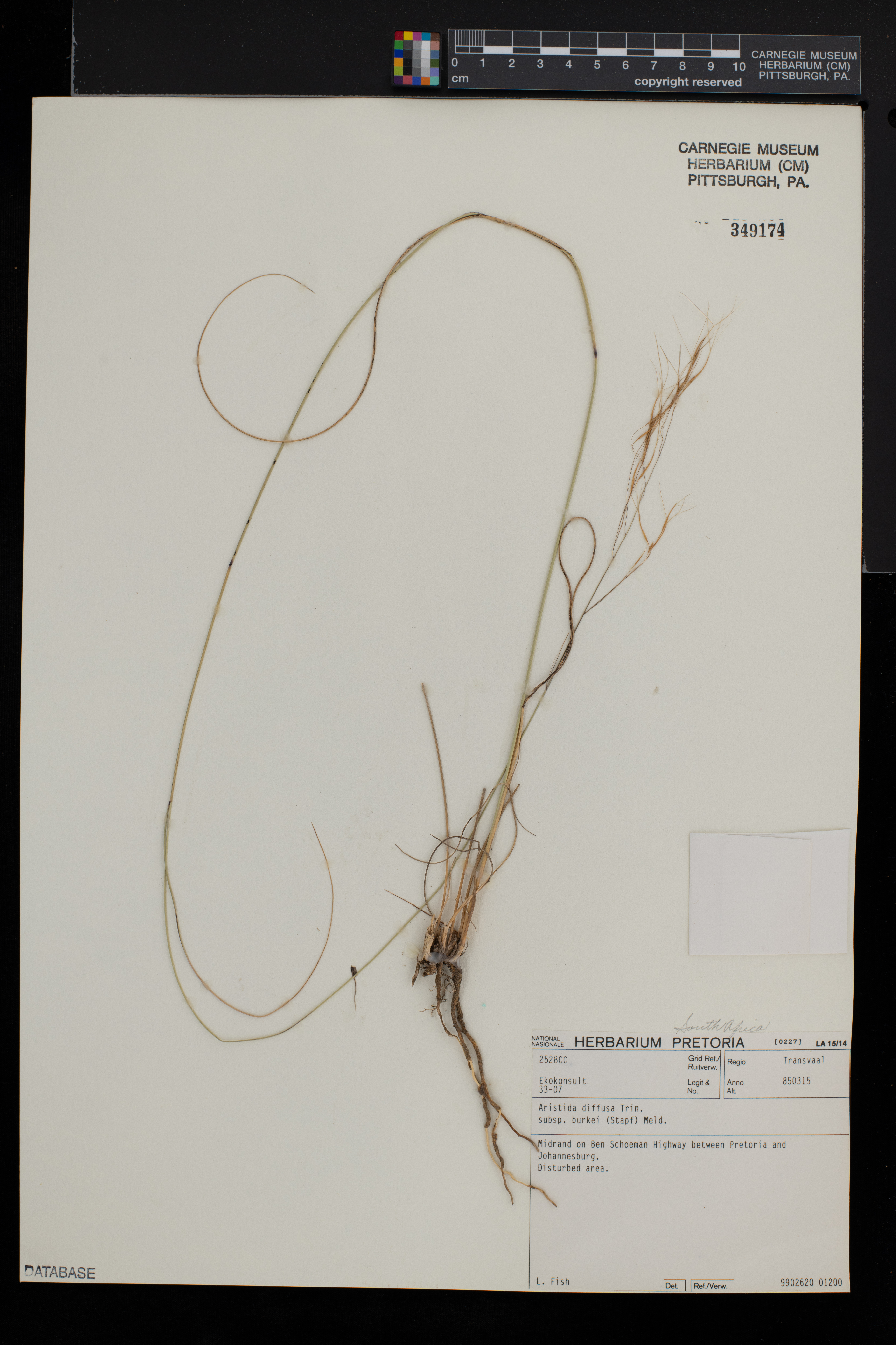 Aristida diffusa image