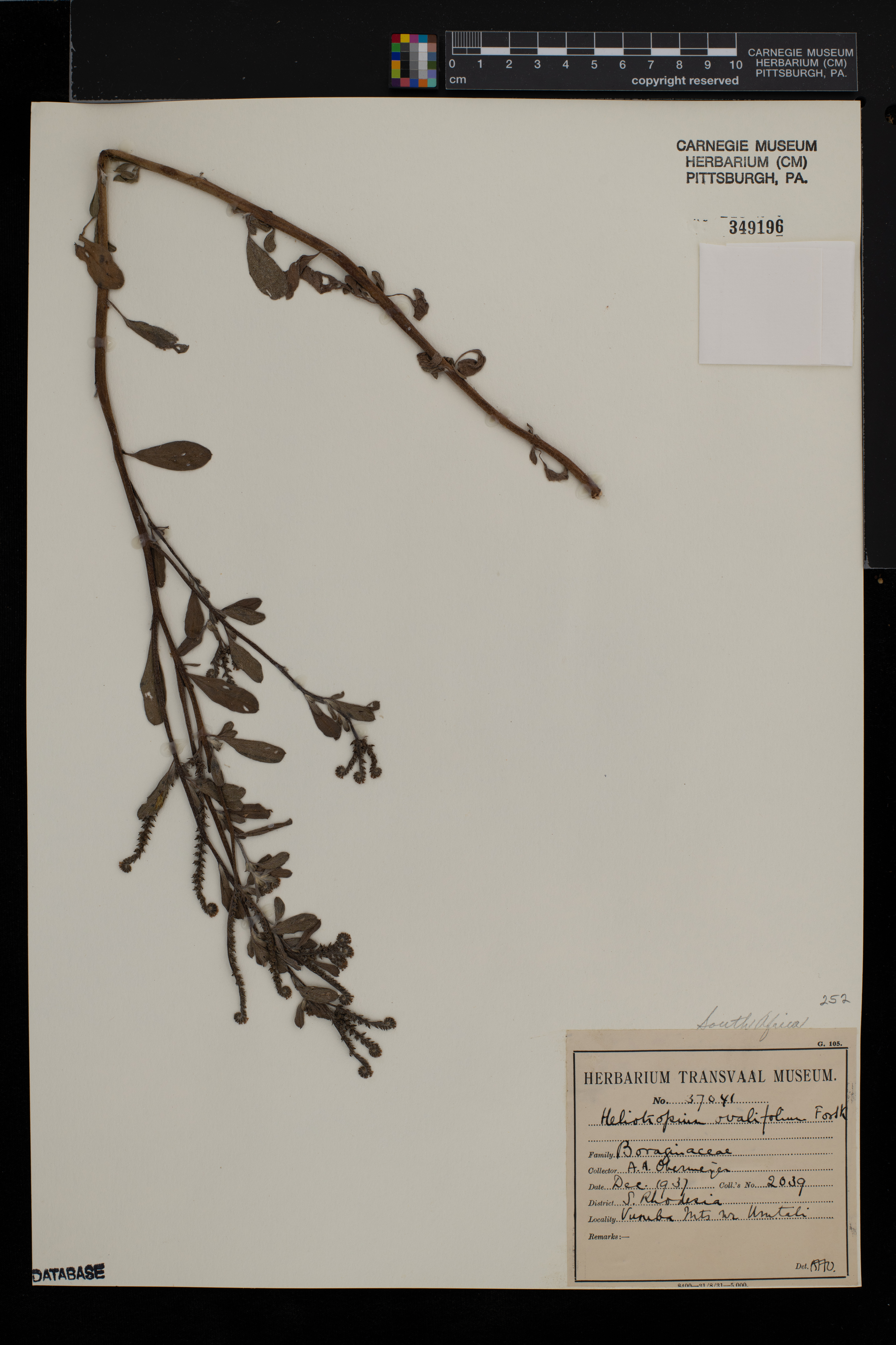 Euploca ovalifolia image