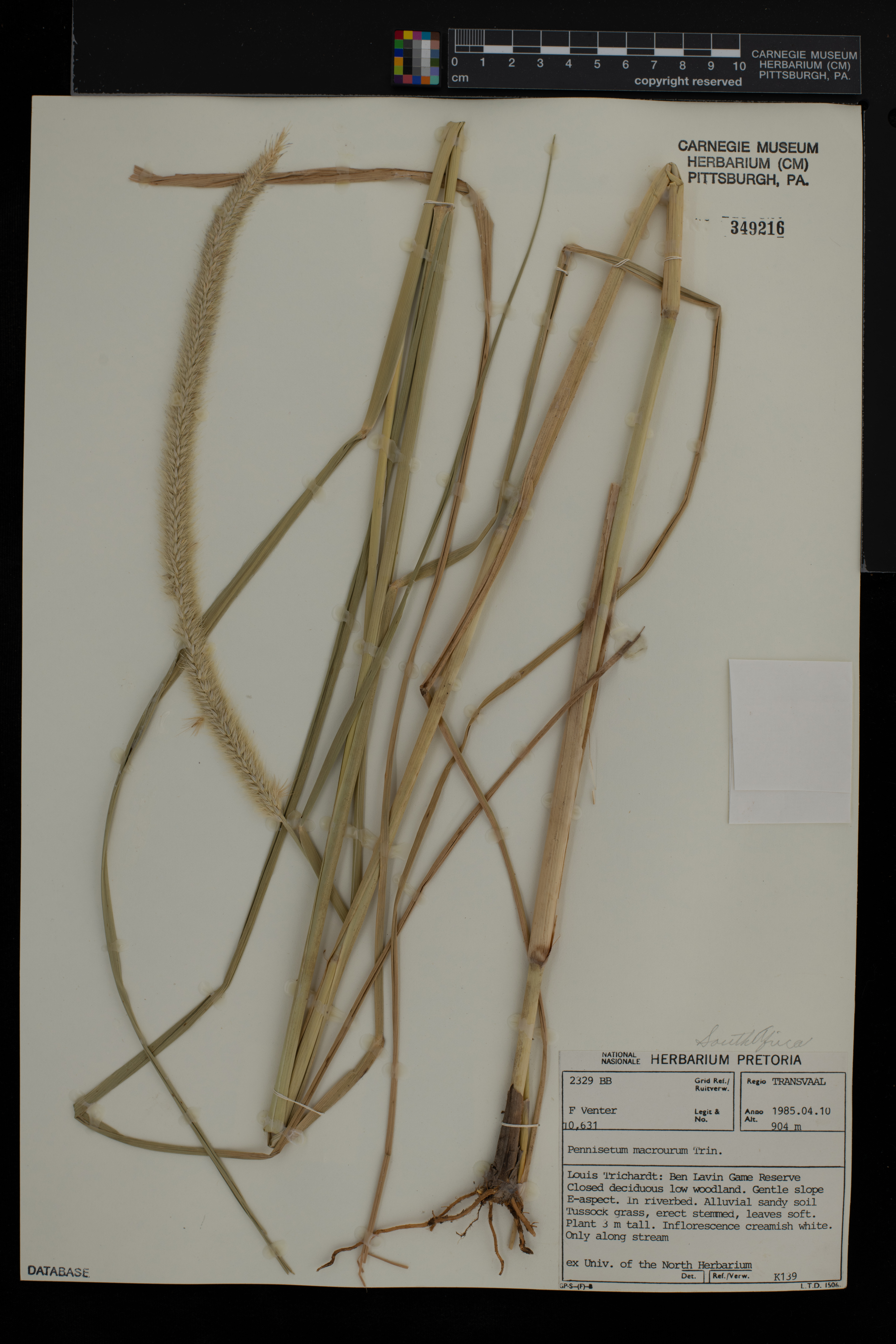 Pennisetum macrourum image