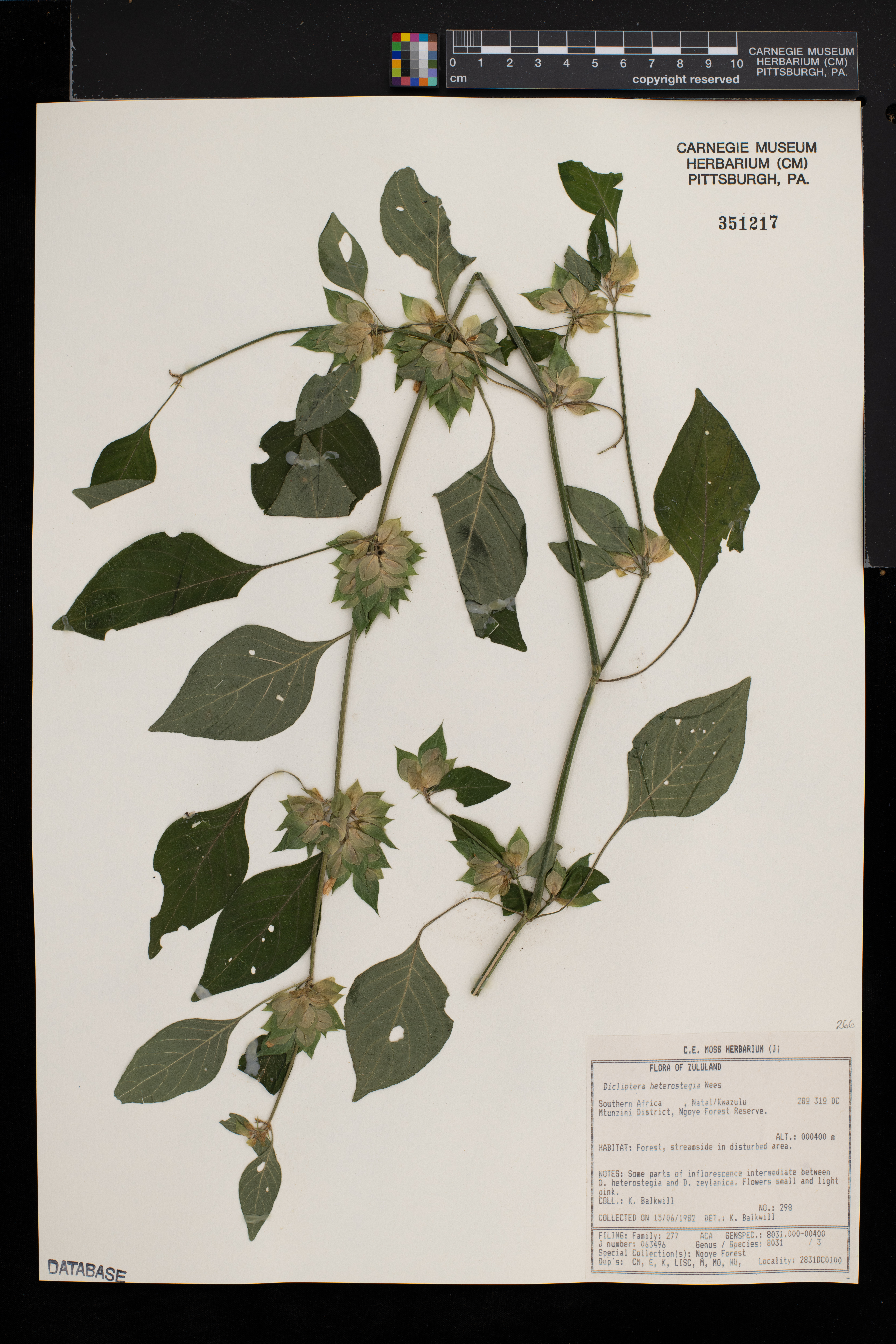 Dicliptera heterostegia image