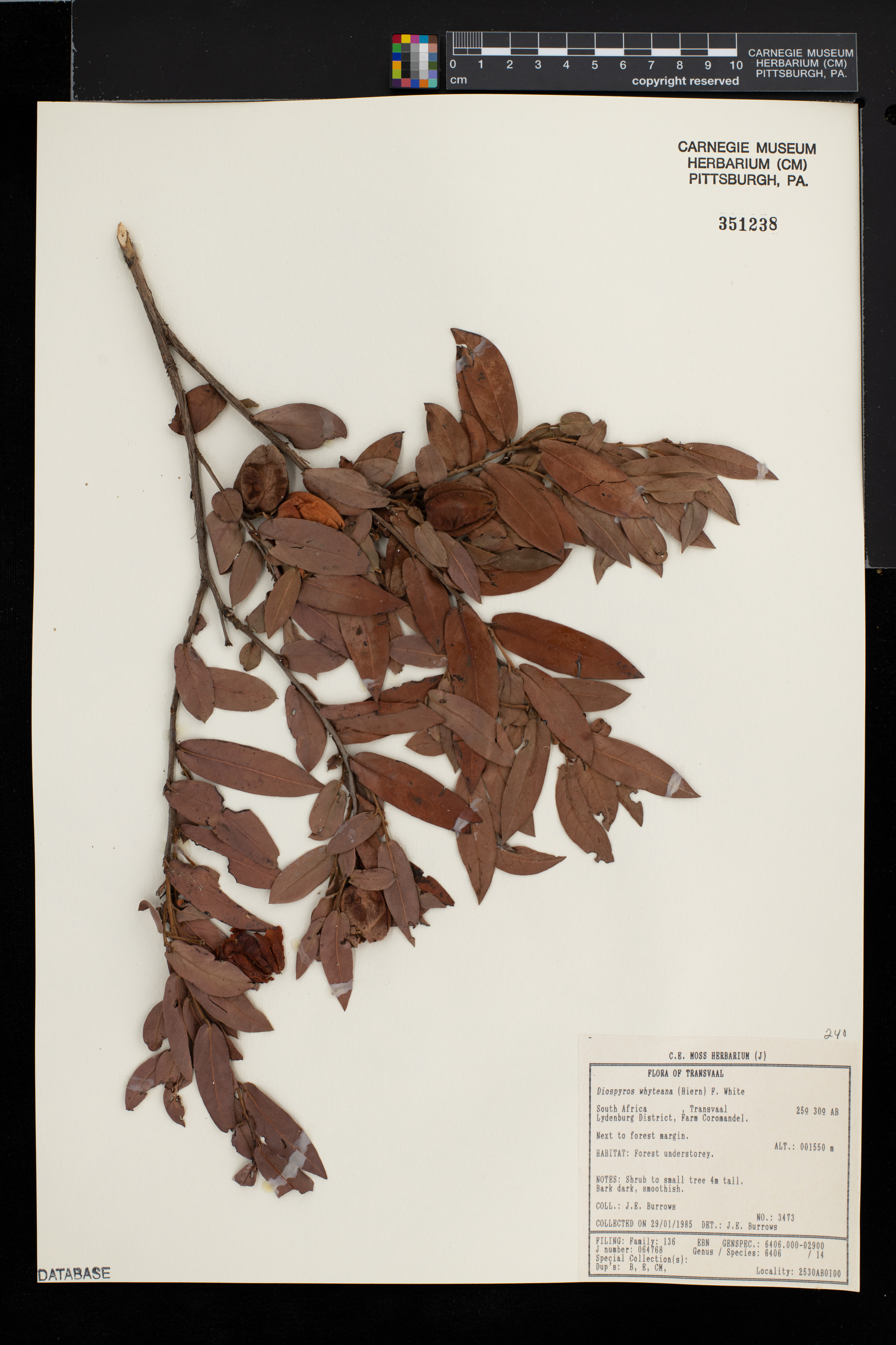 Diospyros whyteana image