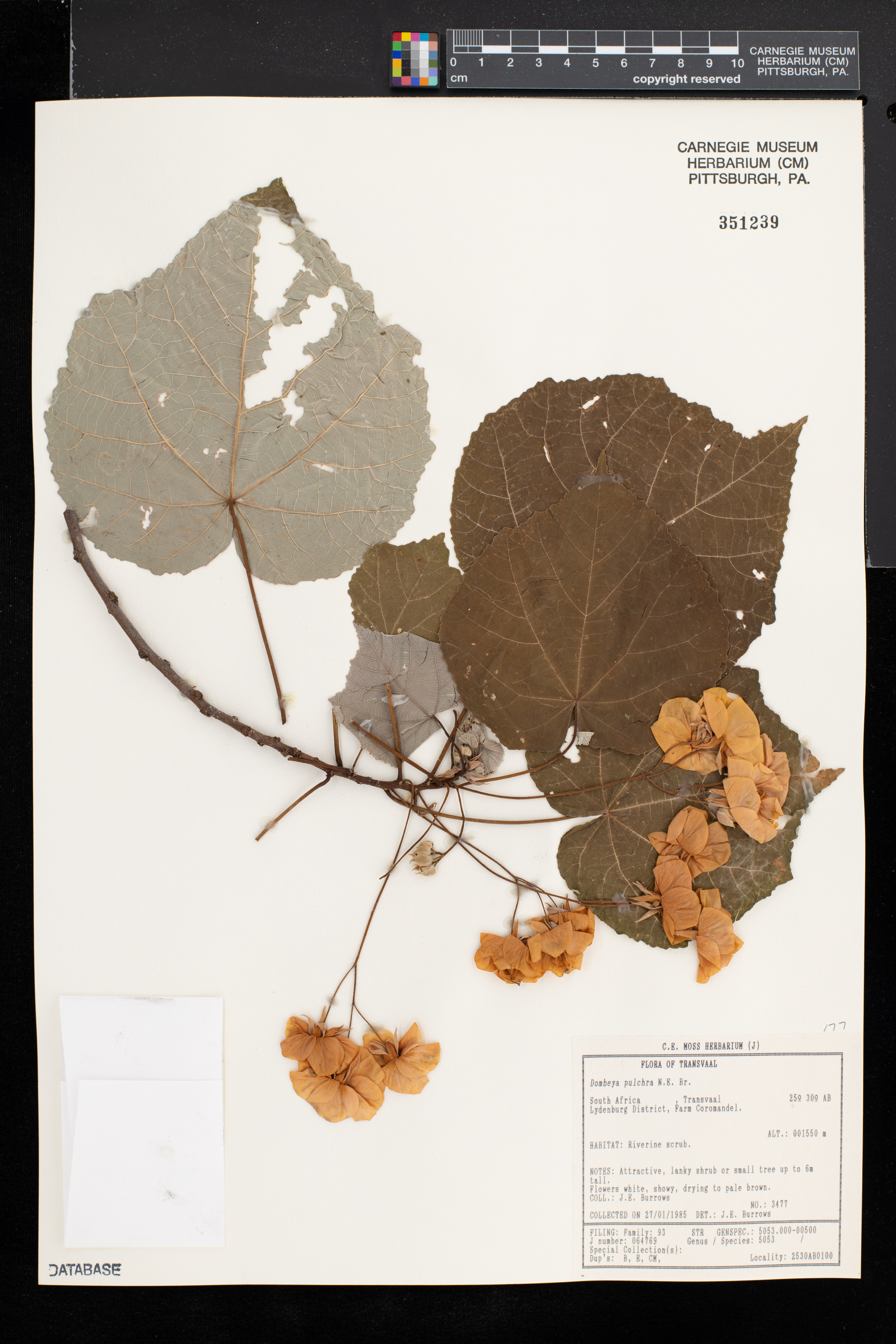 Dombeya pulchra image