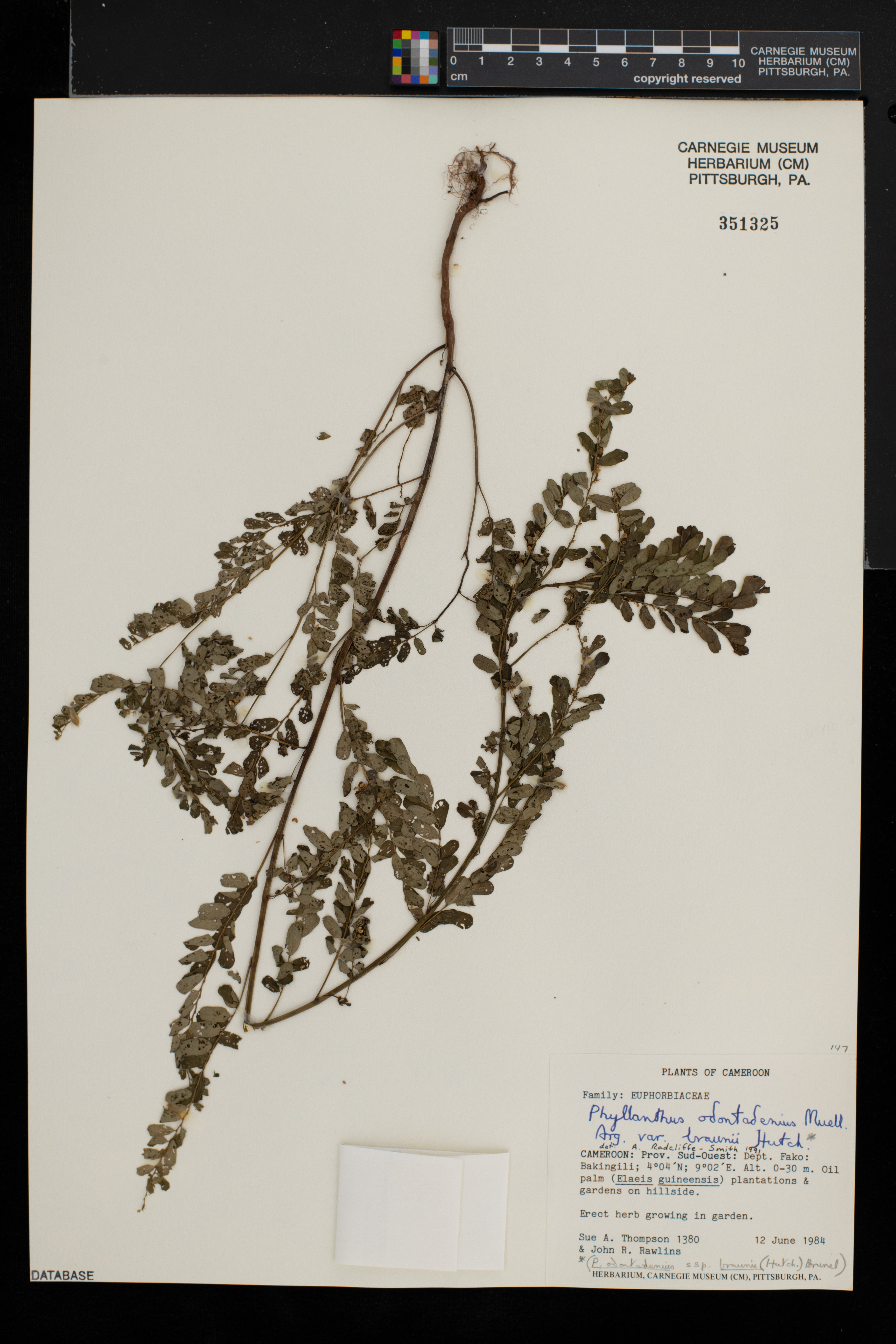 Phyllanthus braunii image