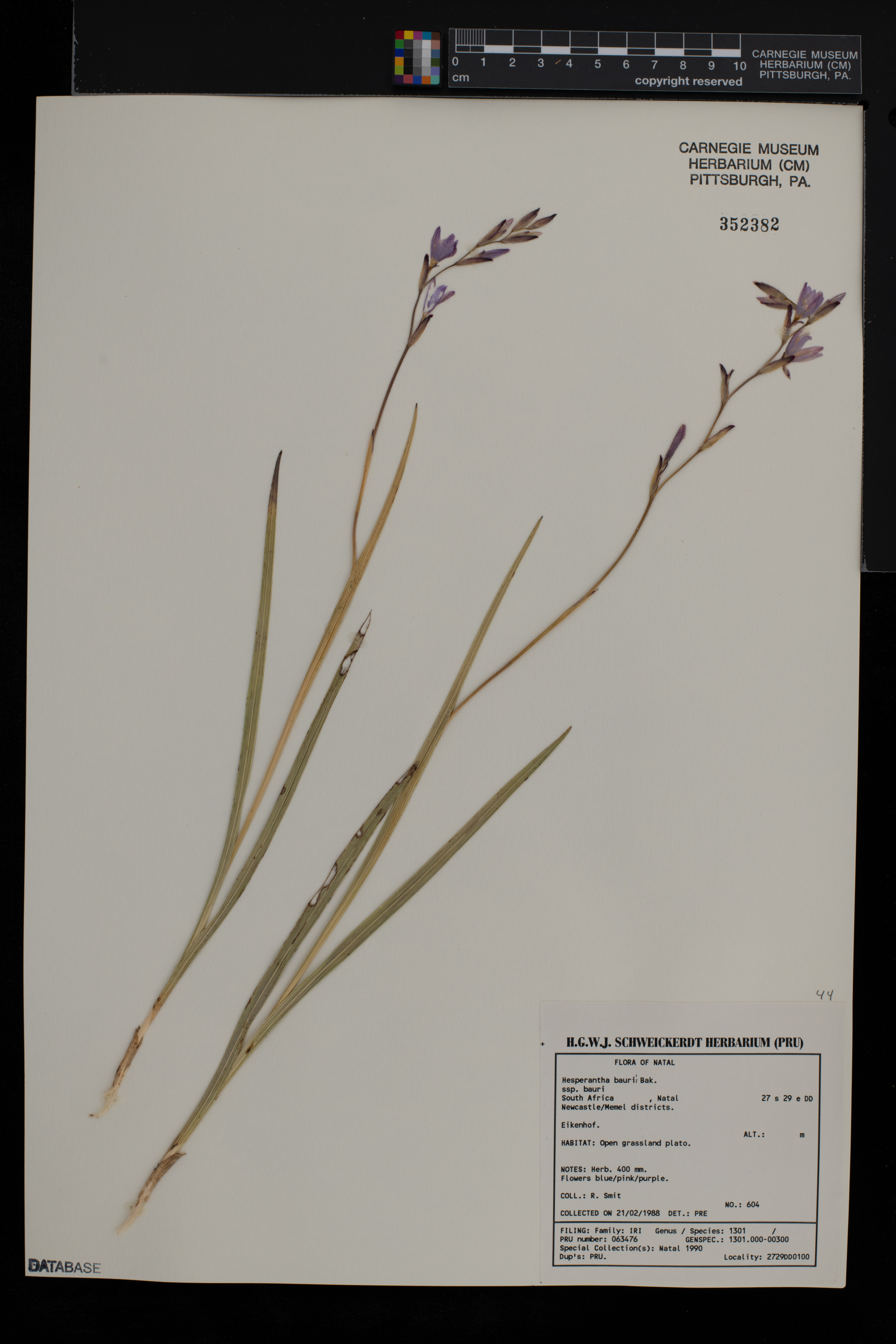 Hesperantha baurii image