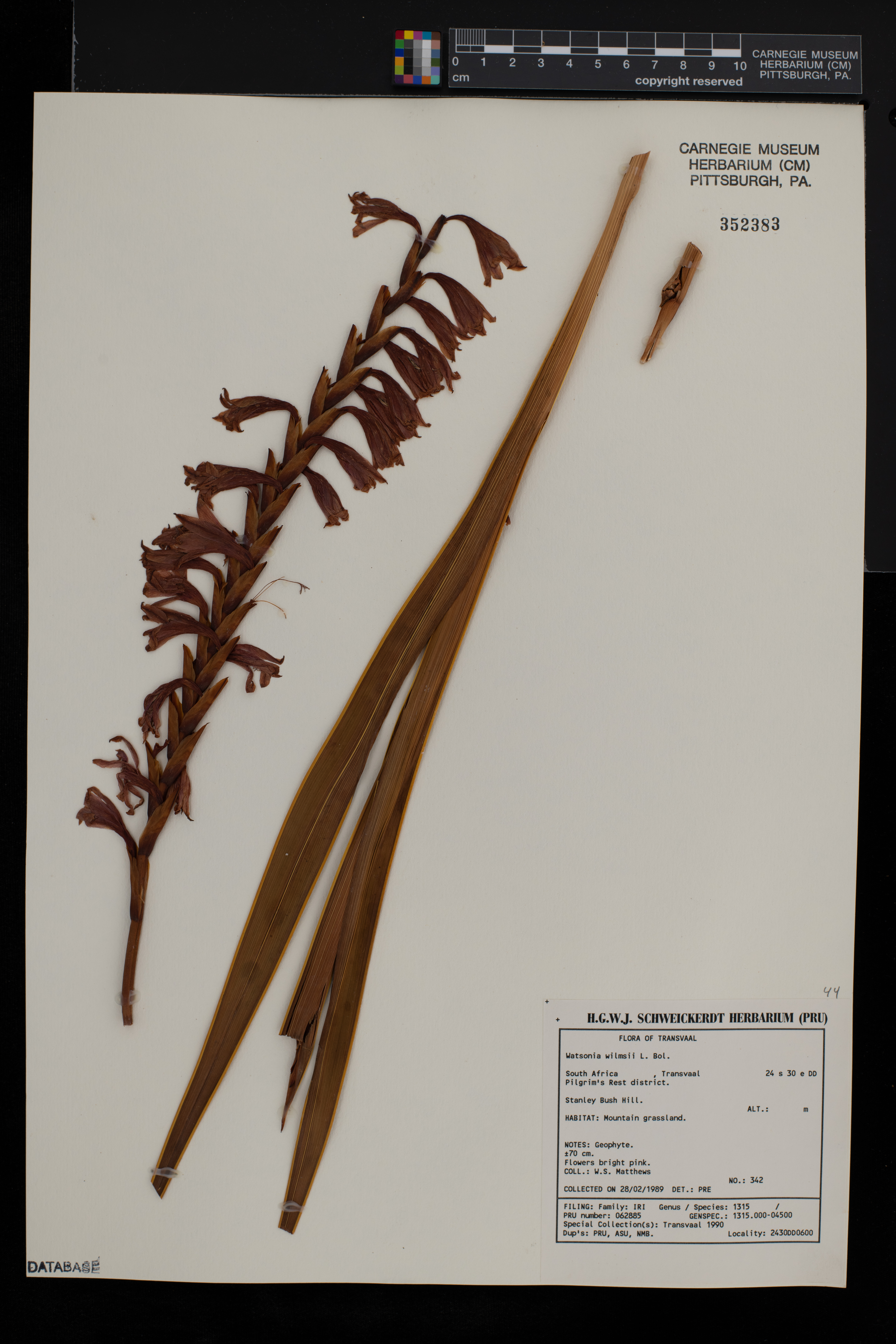 Watsonia wilmsii image