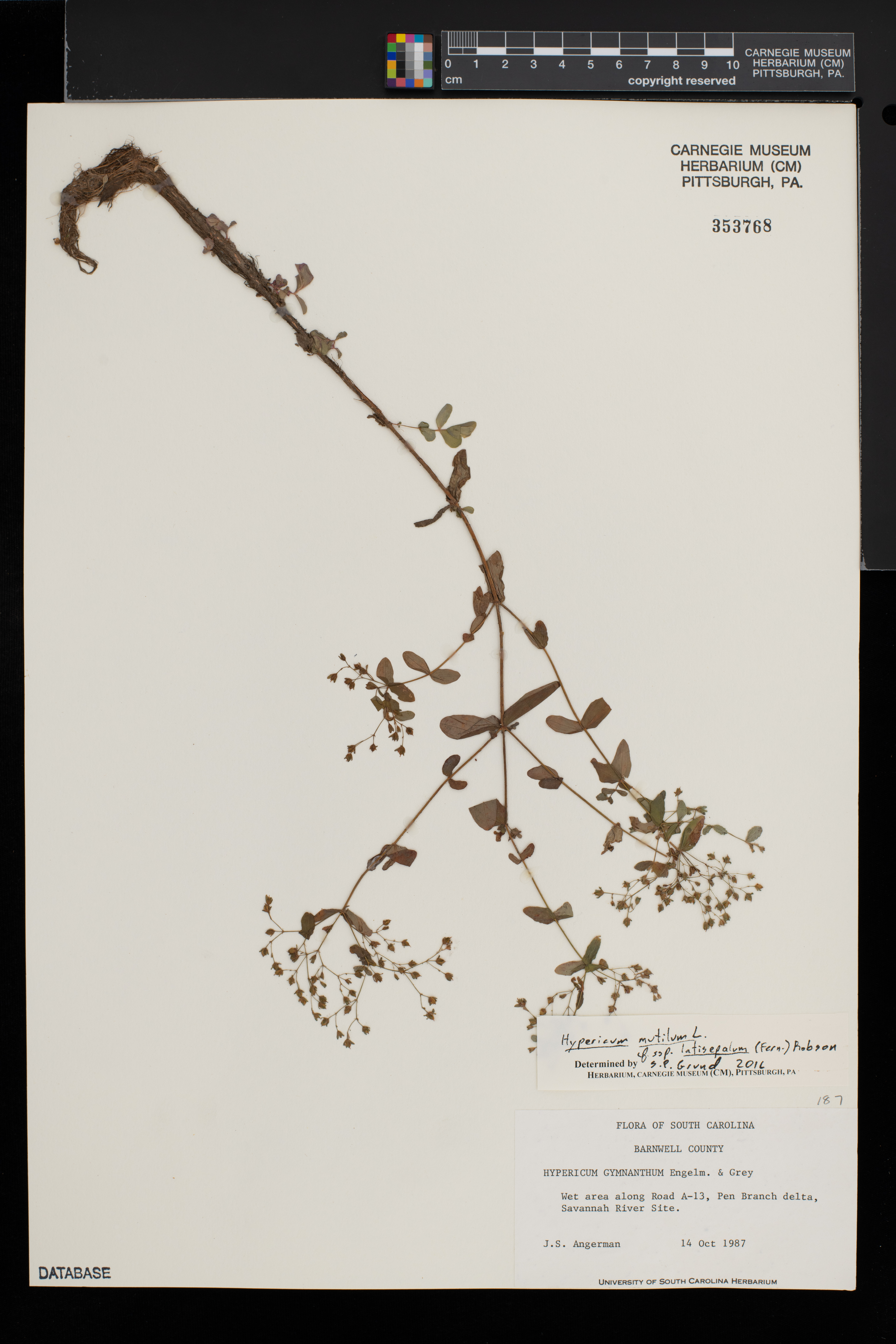 Hypericum mutilum subsp. latisepalum image