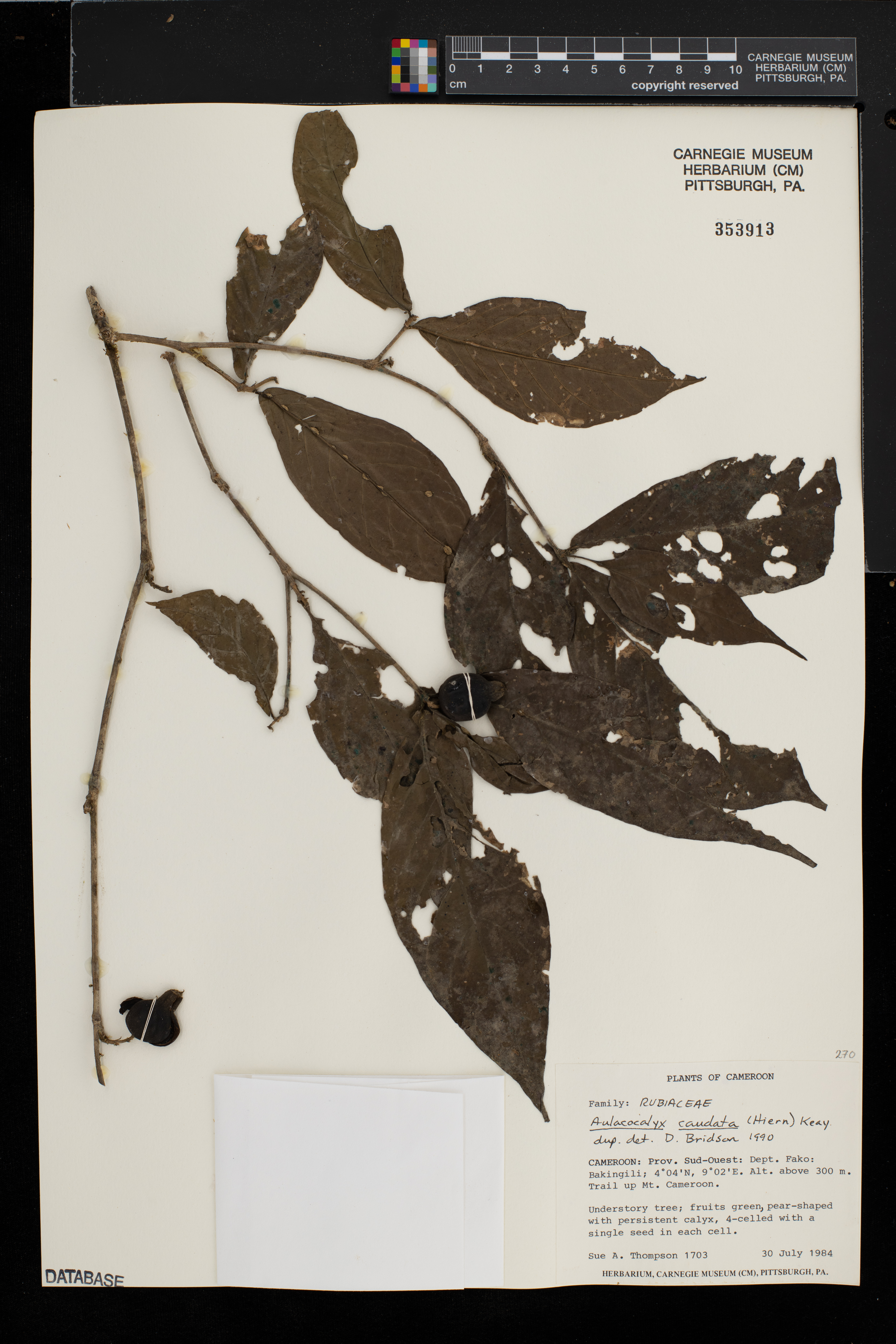 Aulacocalyx caudata image