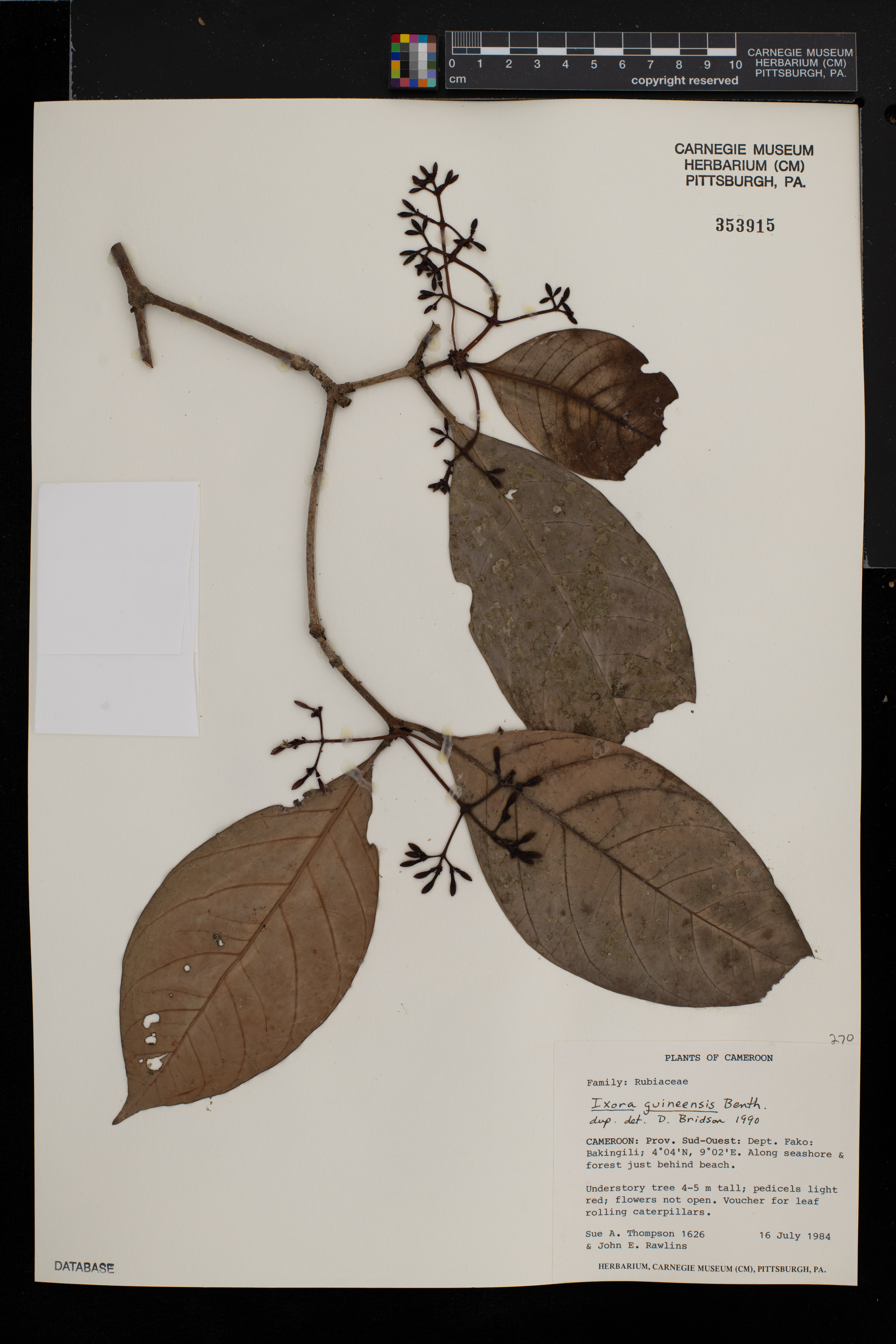 Ixora guineensis image